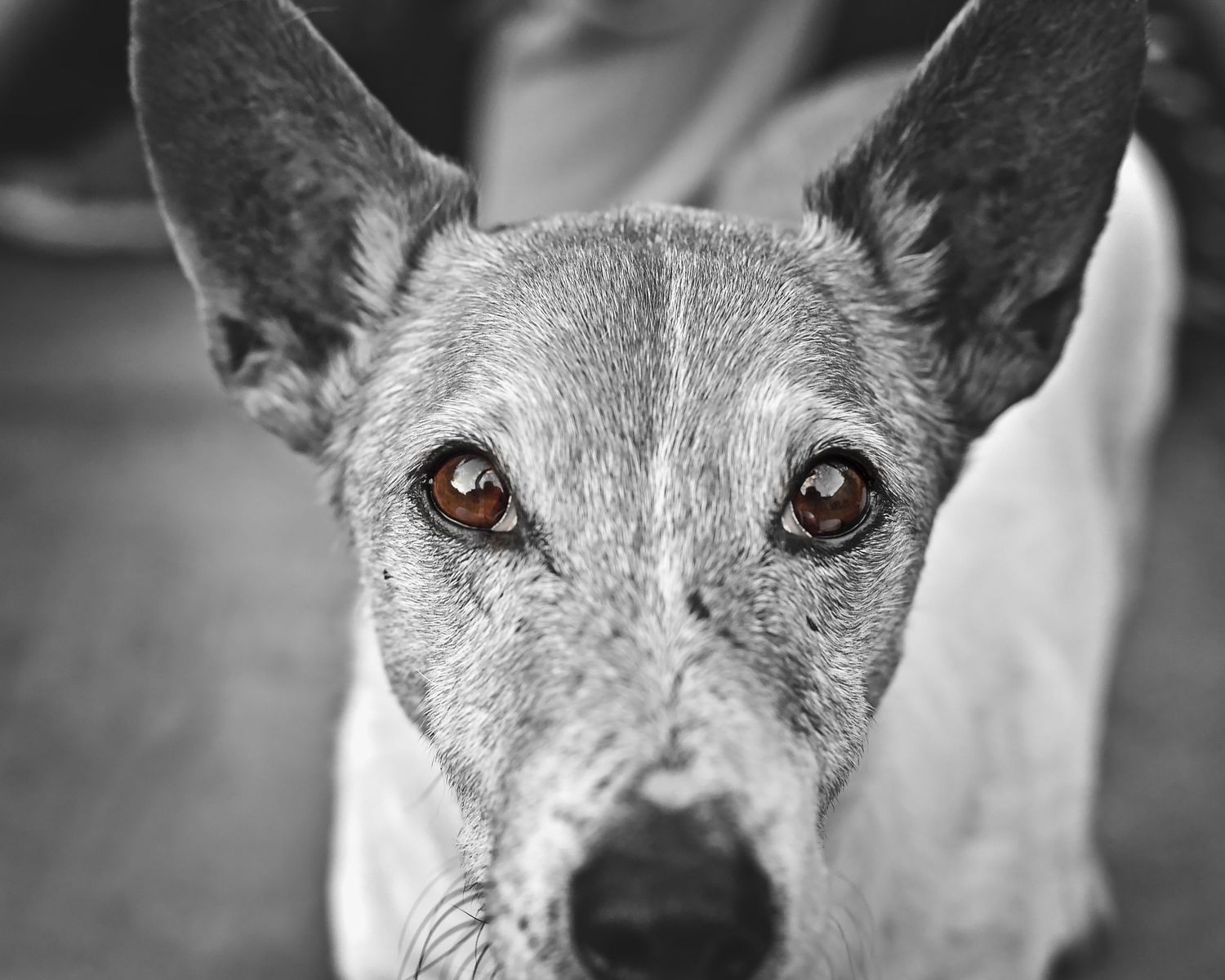 Dog