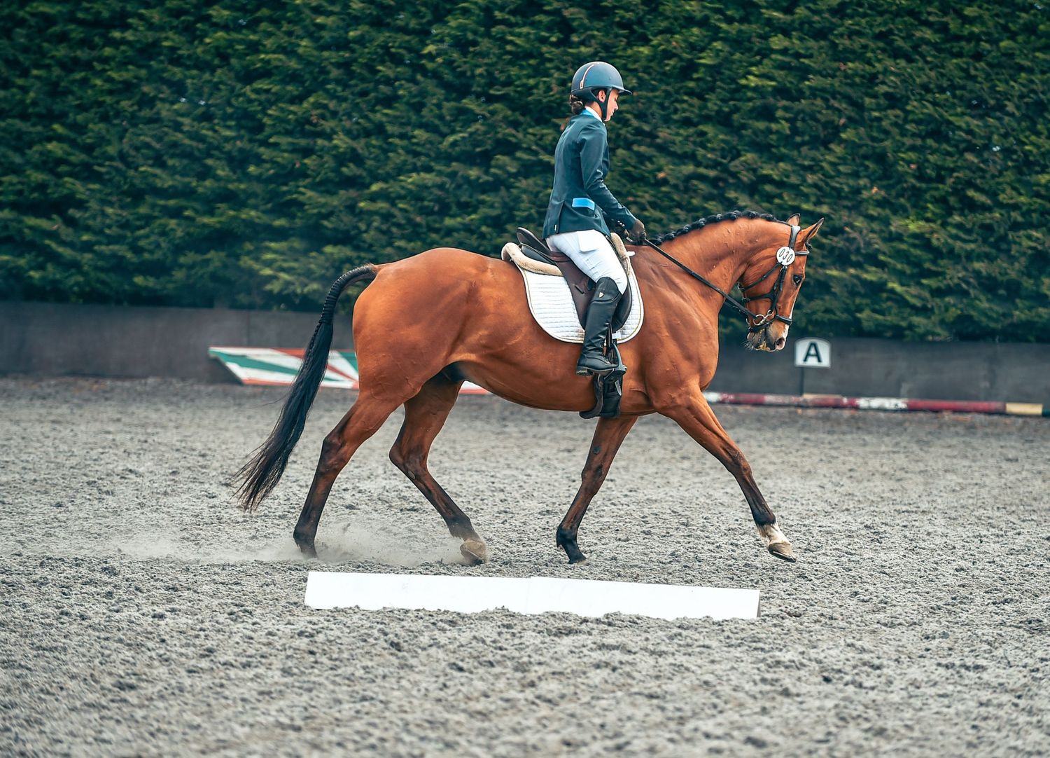 Horse