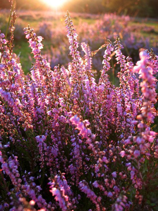 Een sfeervol moment tijdens een minishoot tussen de paarse heide, waar natuur, verbinding en mooie herinneringen samenkomen.