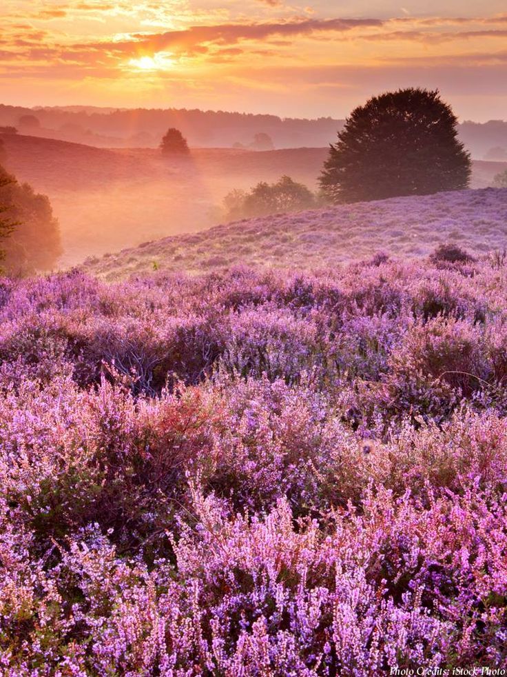 Een sfeervol moment tijdens een minishoot tussen de paarse heide, waar natuur, verbinding en mooie herinneringen samenkomen.