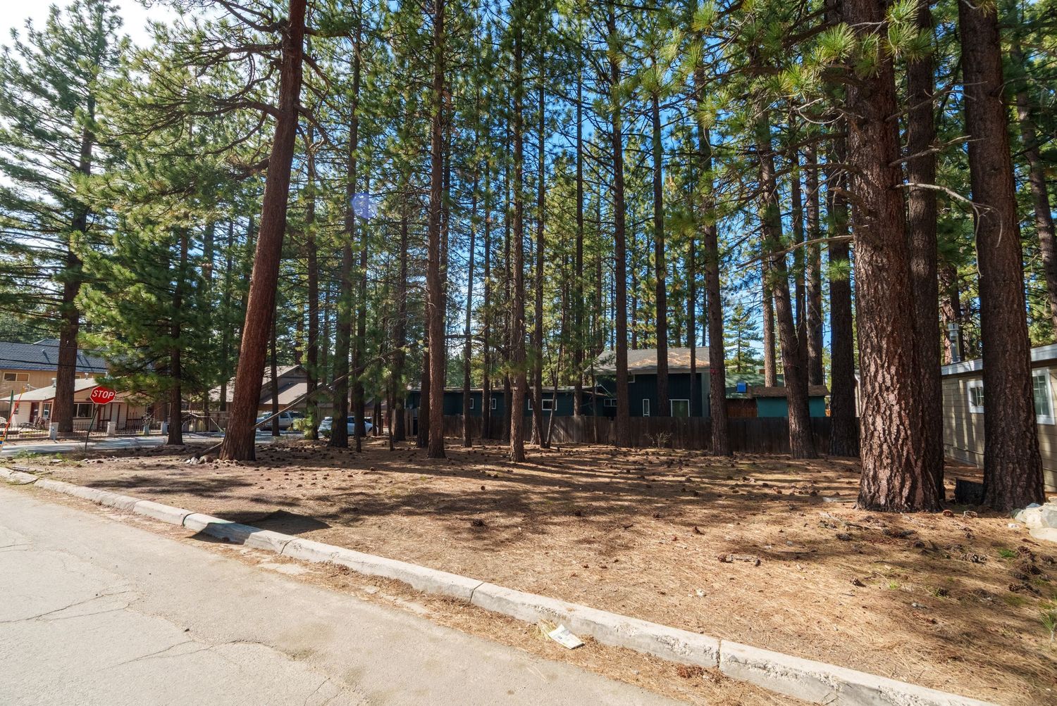 Panoramic view of a pine forest with a dirt path winding through tall evergreen trees in a mountainous setting.