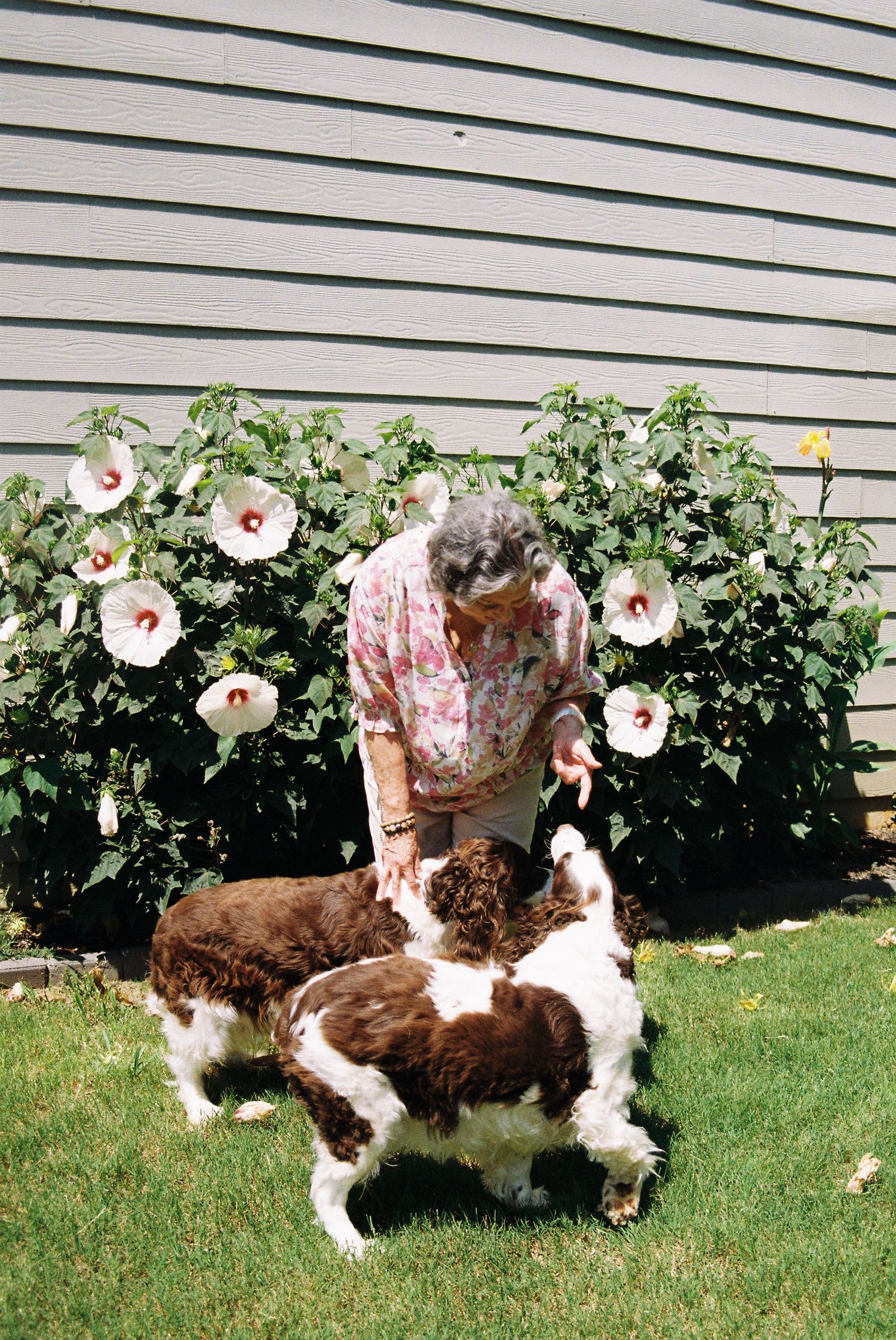 Grandma petting two brown Springer Spaniels in garden with white hibiscus flowers.