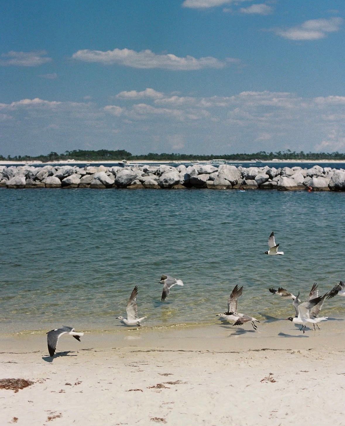 Seagulls taking flight on sunny white sand beach with rocky breakwater and calm blue water.