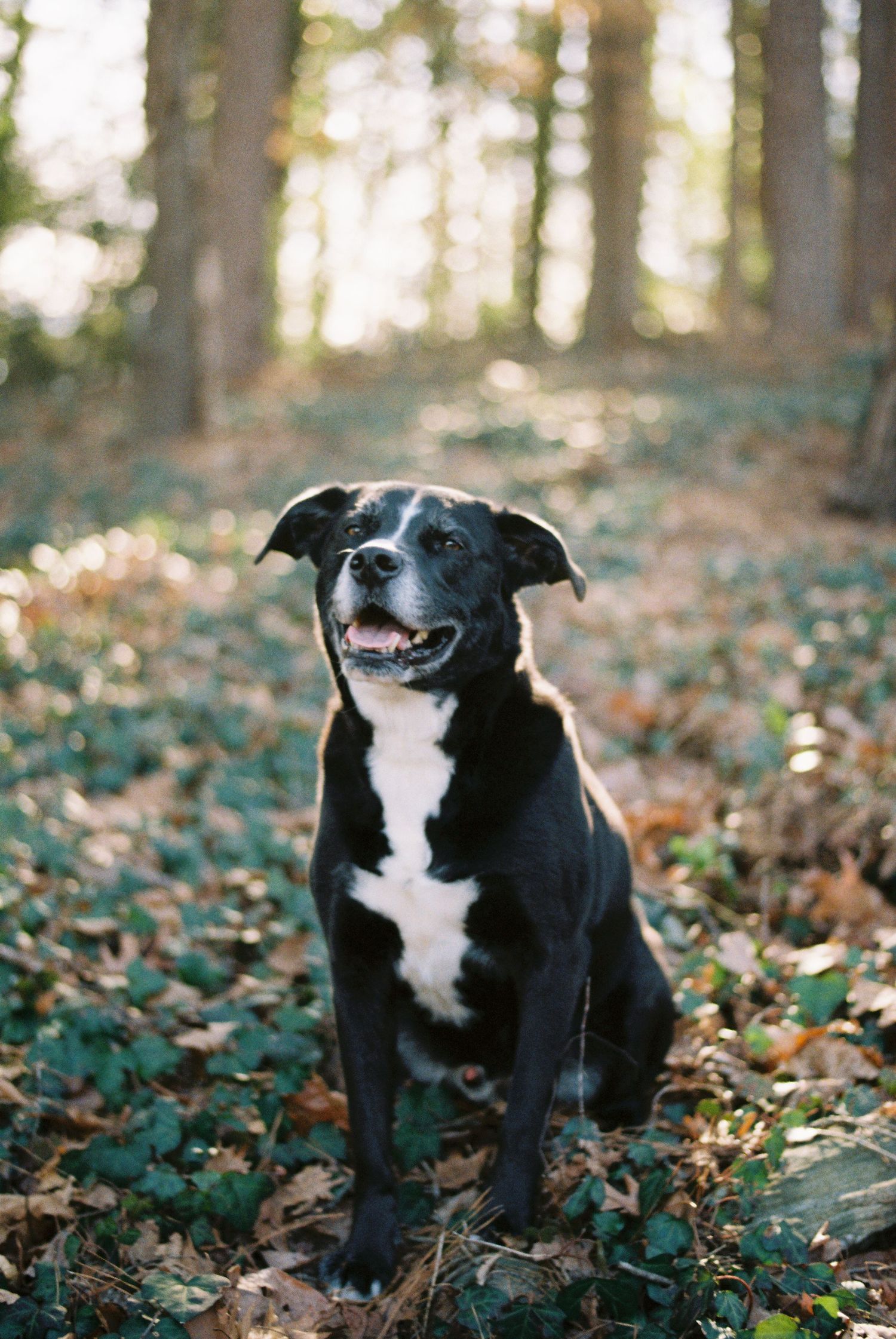 A happy black and white dog sits among autumn leaves and ivy in a sunlit forest.
