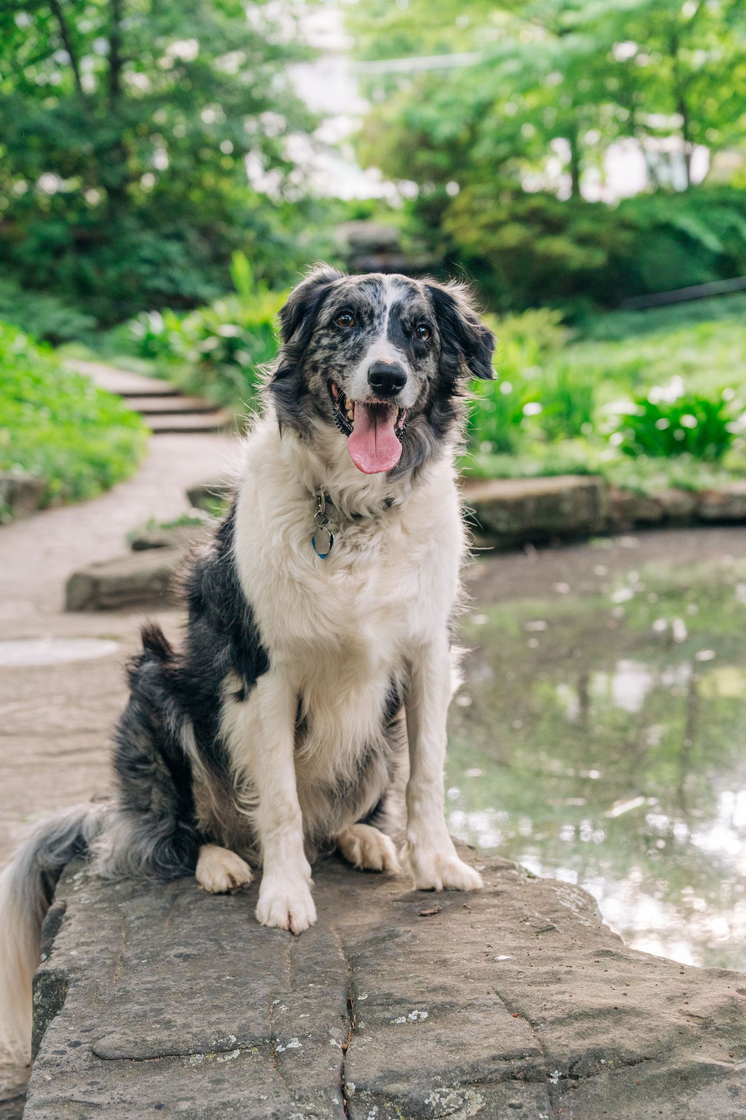 A happy Border Collie dog sits on stone steps in a lush green park, tongue out, wearing a collar.