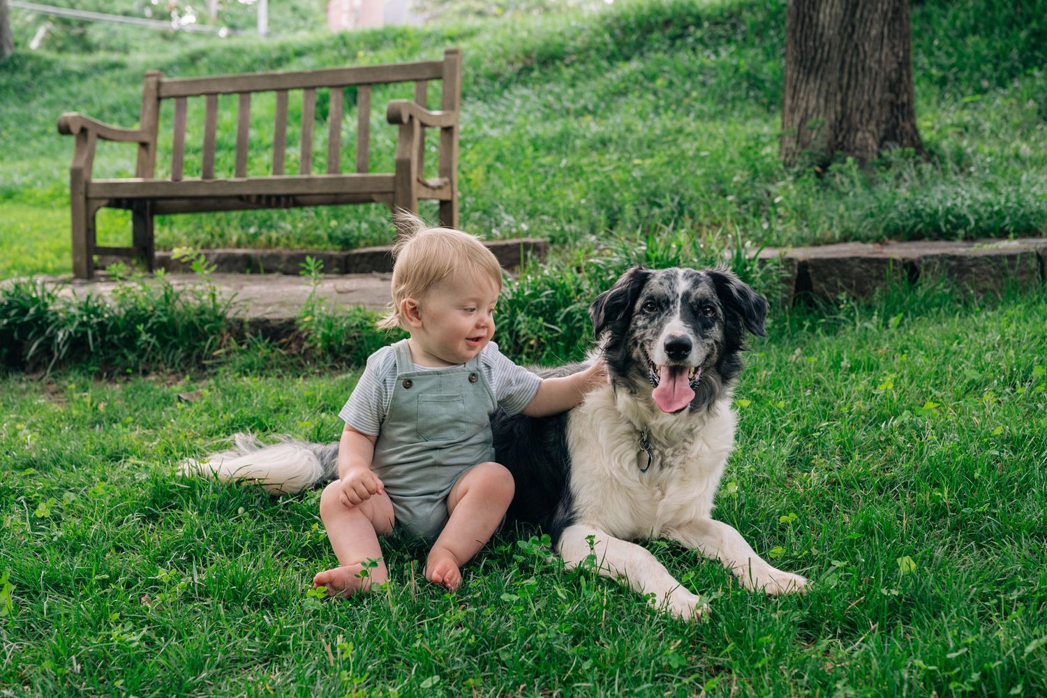 Toddler sitting on green grass petting a black and white dog near a wooden bench in a park.