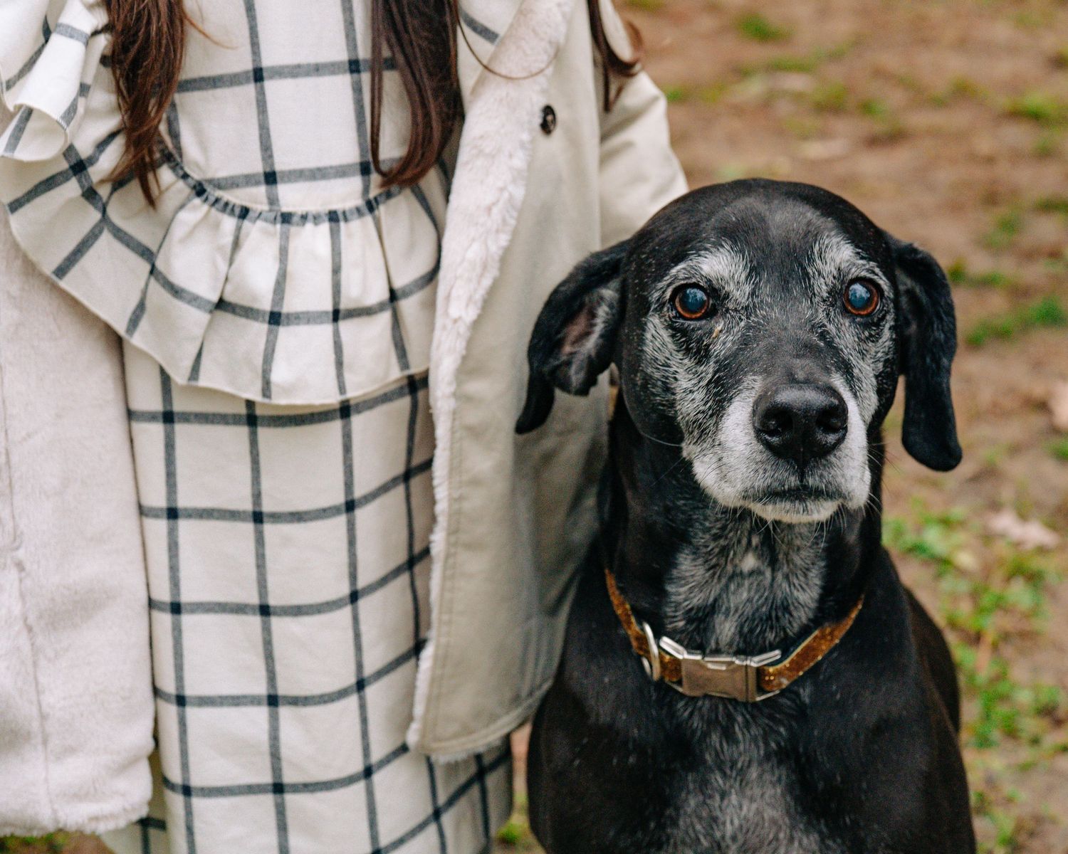 A senior black dog with a gold collar sits in front of a woman wearing a plaid dress outdoors.