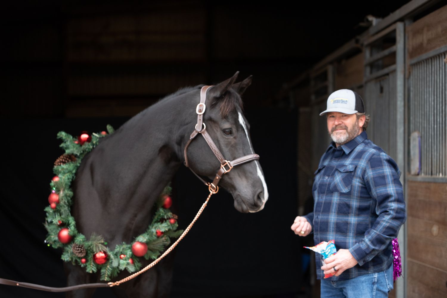 Beautiful black horse wearing a Christmas wreath with handler in plaid shirt and white cap standing by stable entrance.