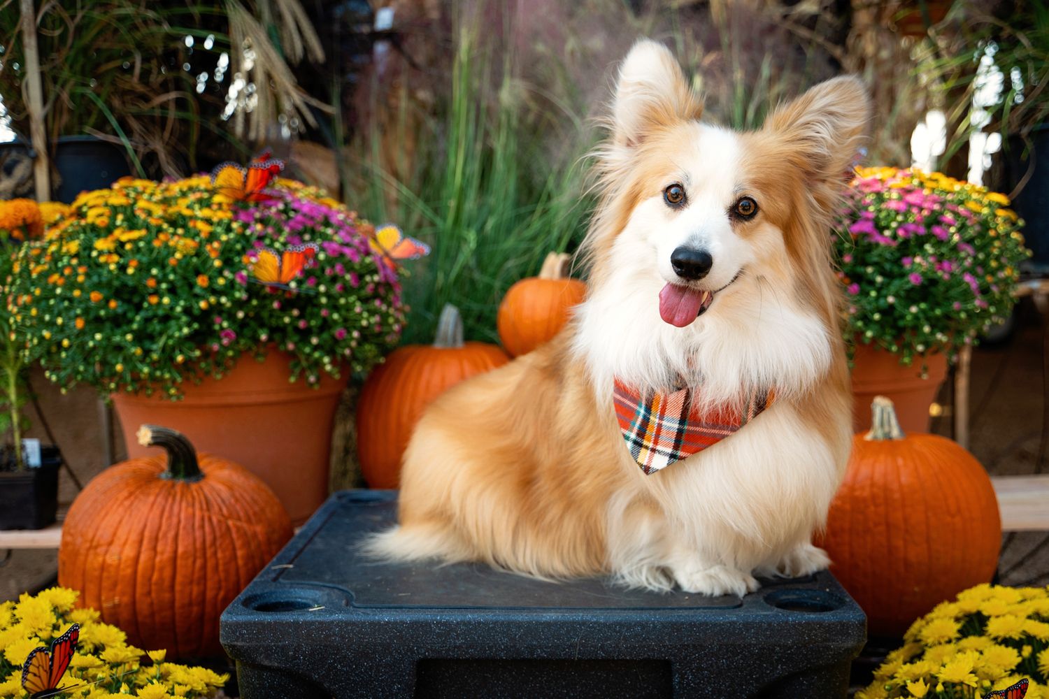 A fluffy Corgi dog wearing a plaid bandana sits among autumn pumpkins and colorful mums in a festive fall display.