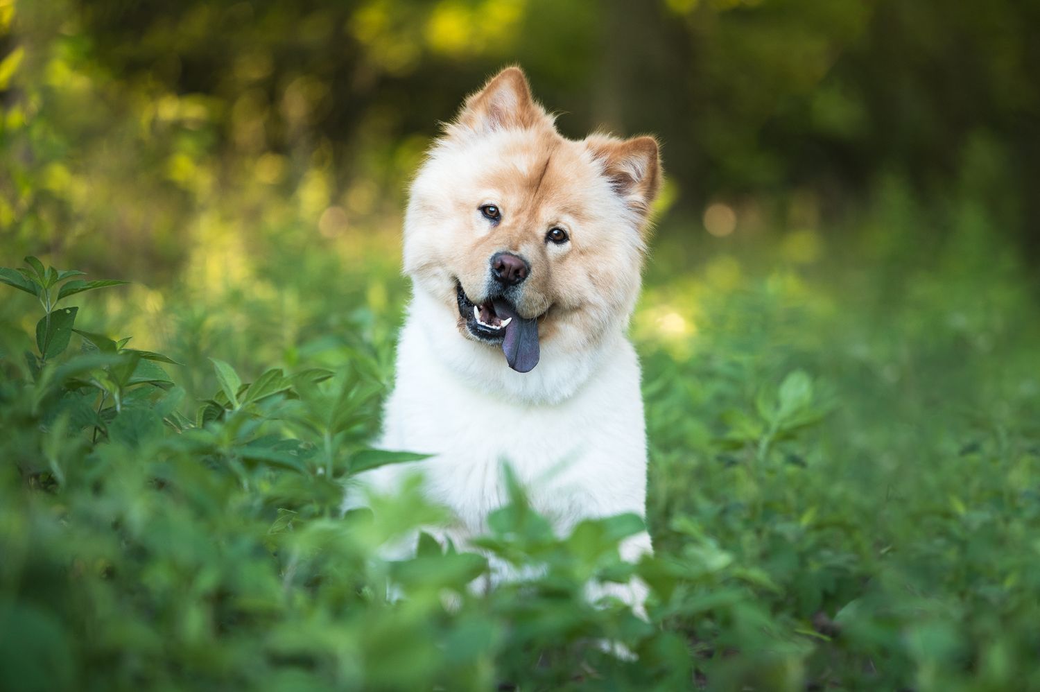 A cream colored Chow Chow dog sits in lush green grass with a happy expression on a sunny day.