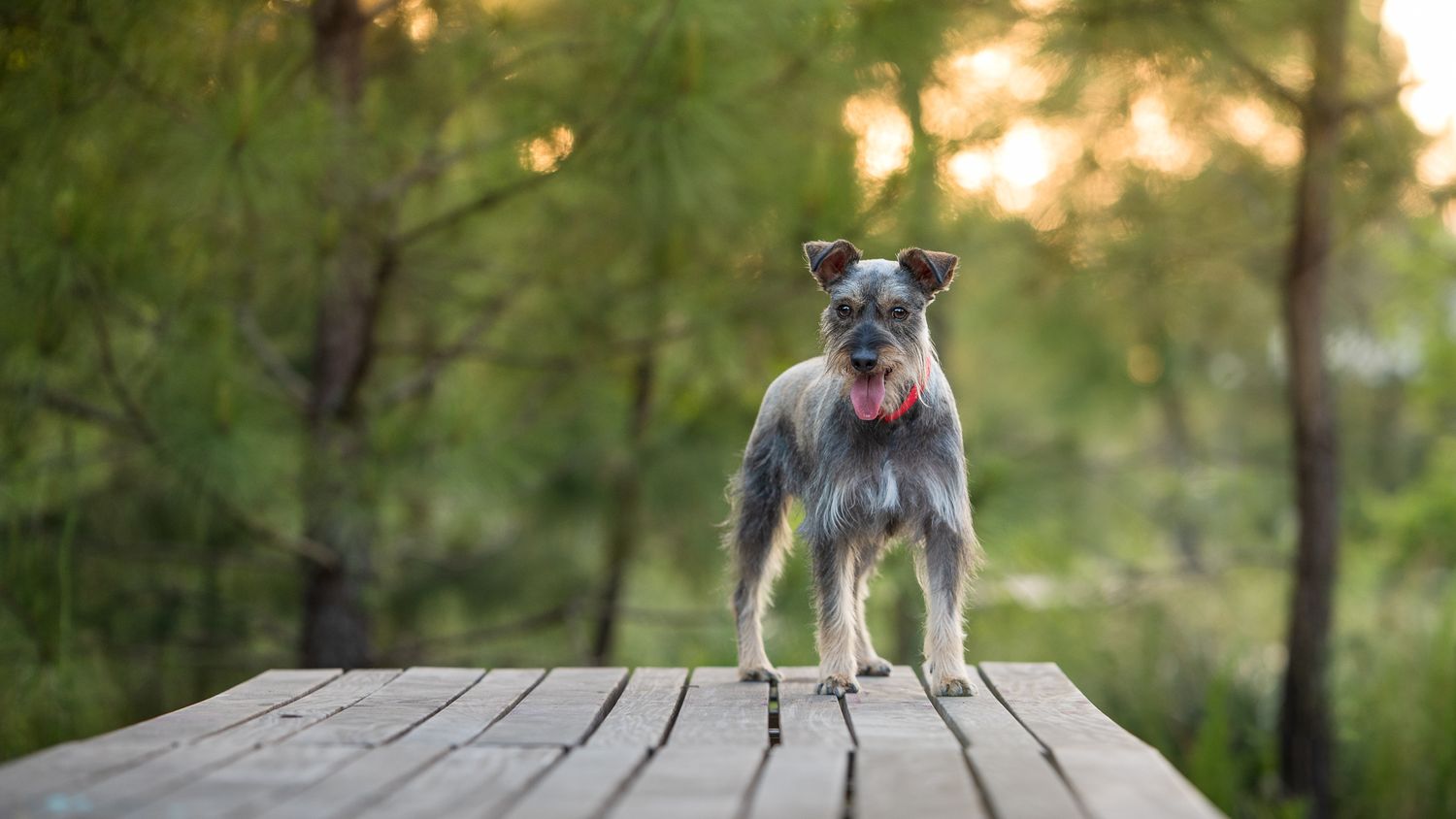 Gray schnauzer dog standing on wooden deck during golden sunset with forest background.