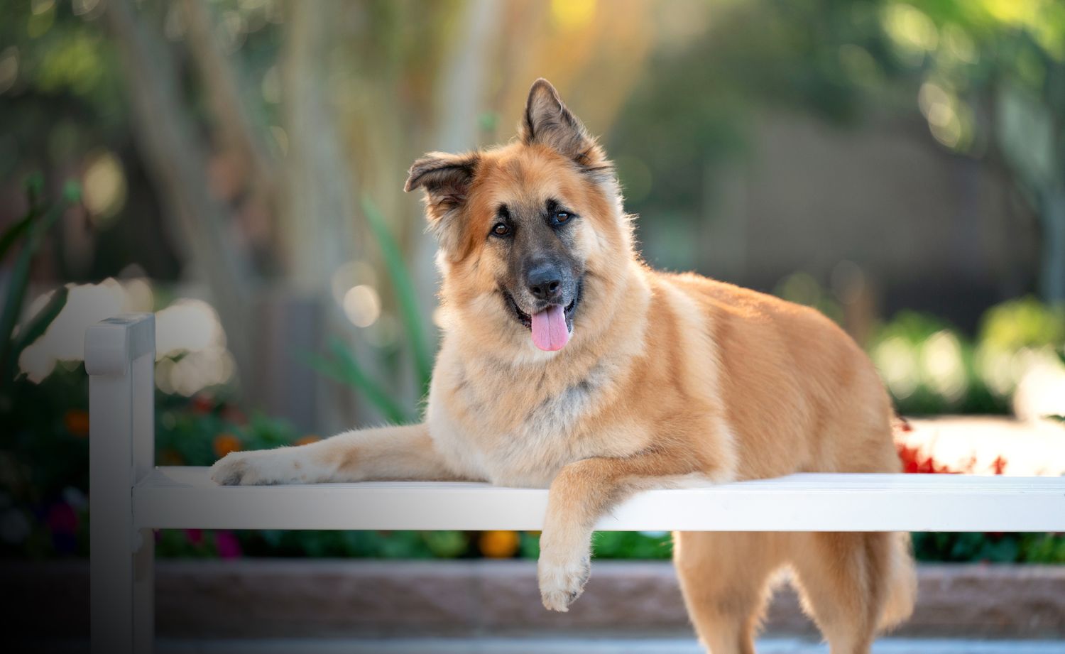 A fluffy golden German Shepherd dog resting on a white bench with tongue out, surrounded by lush green trees.