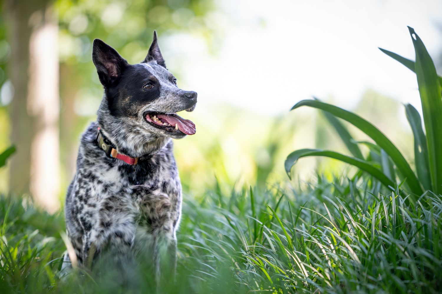 A spotted Australian Cattle Dog with a red collar sits alertly in tall green grass on a sunny day.