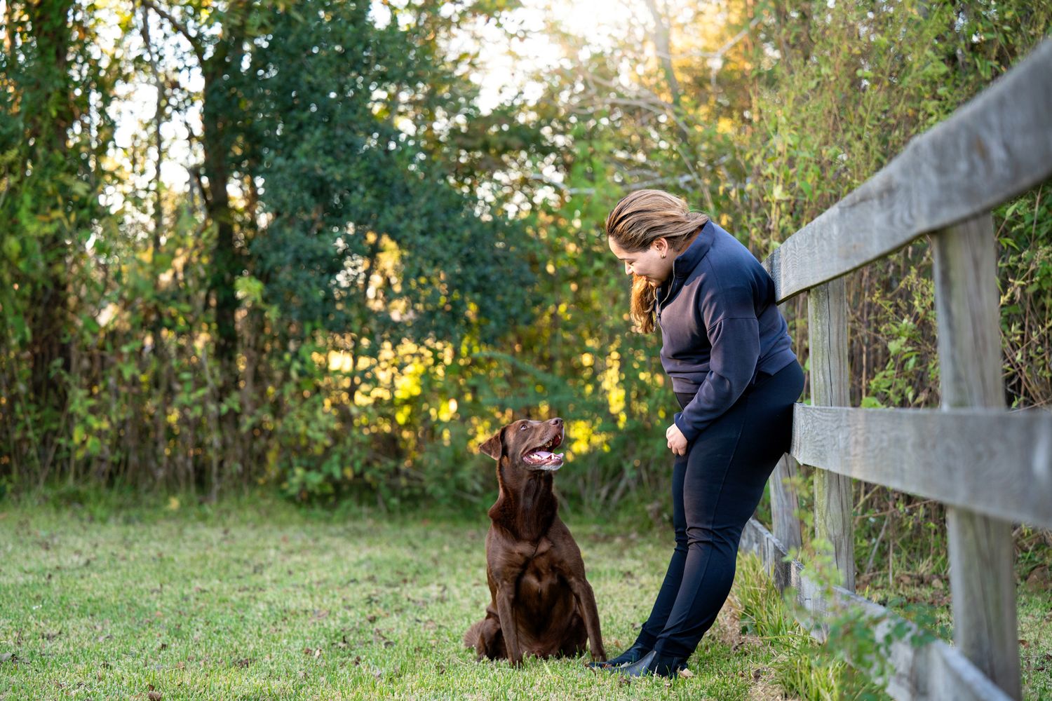 A chocolate labrador retriever stares adoringly at his owner in a grassy field during golden hour.