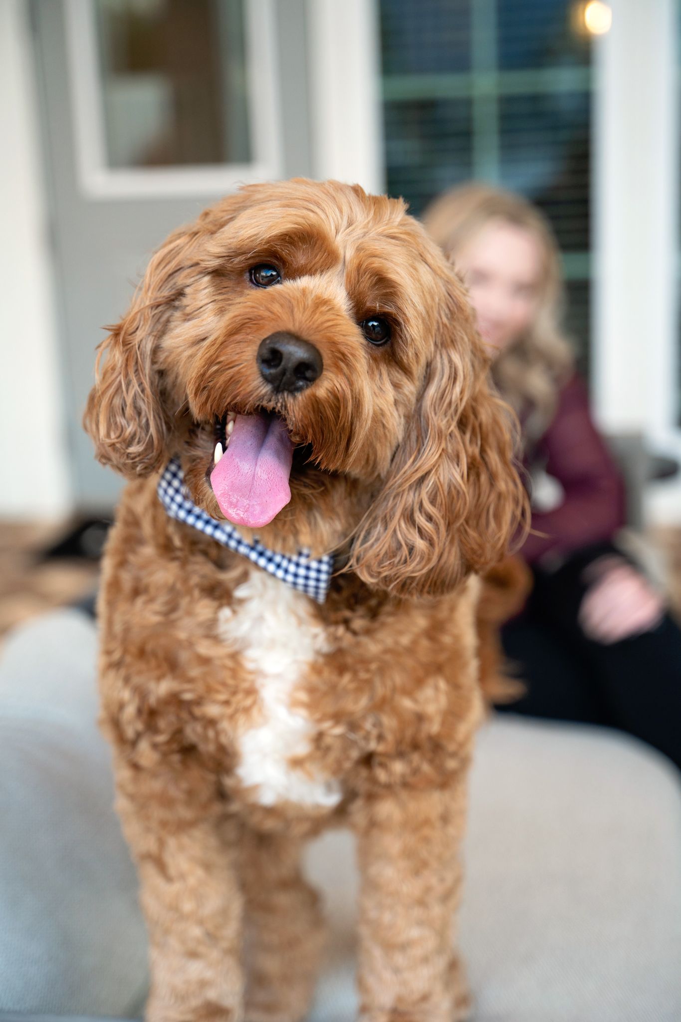 Adorable goldendoodle dog wearing a checkered bowtie collar with tongue out and curly golden-brown fur.