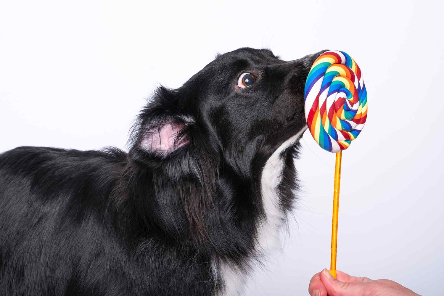 Black and white dog licking a colorful rainbow swirl lollipop held by a human hand on white background.