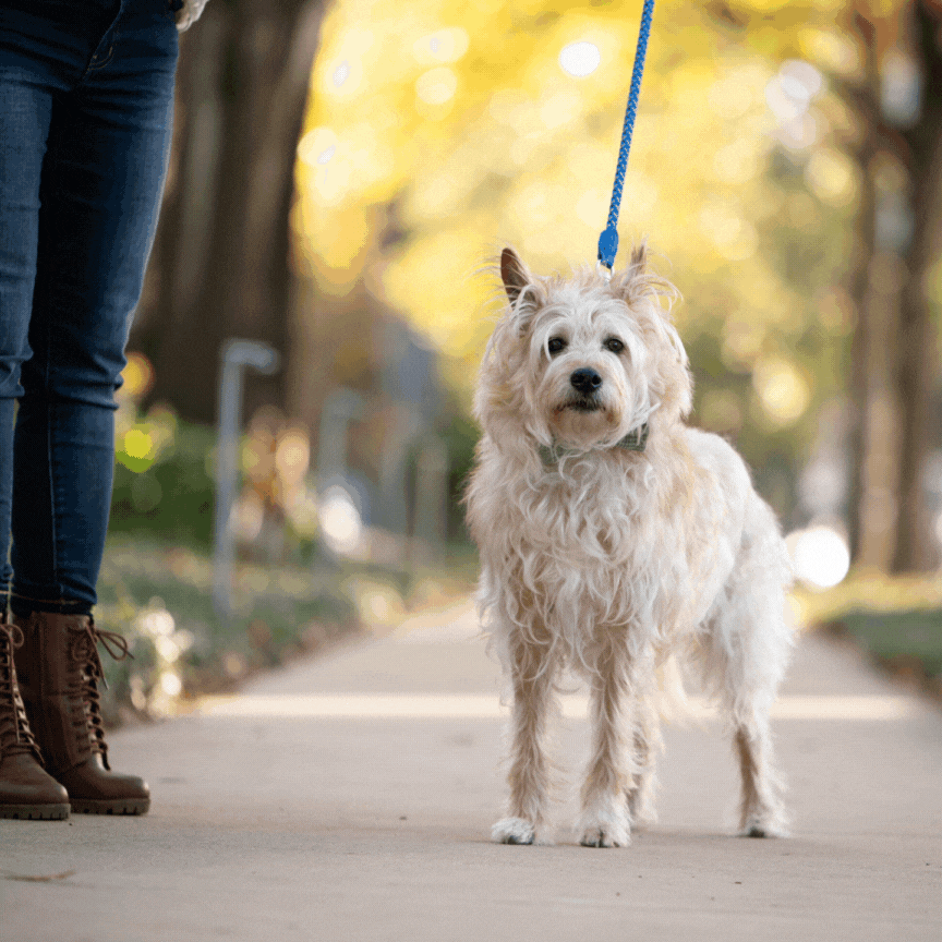 Animated gif showing original photo of a dog on leash, then the leash removed and finally the images displayed on a wall in a living room