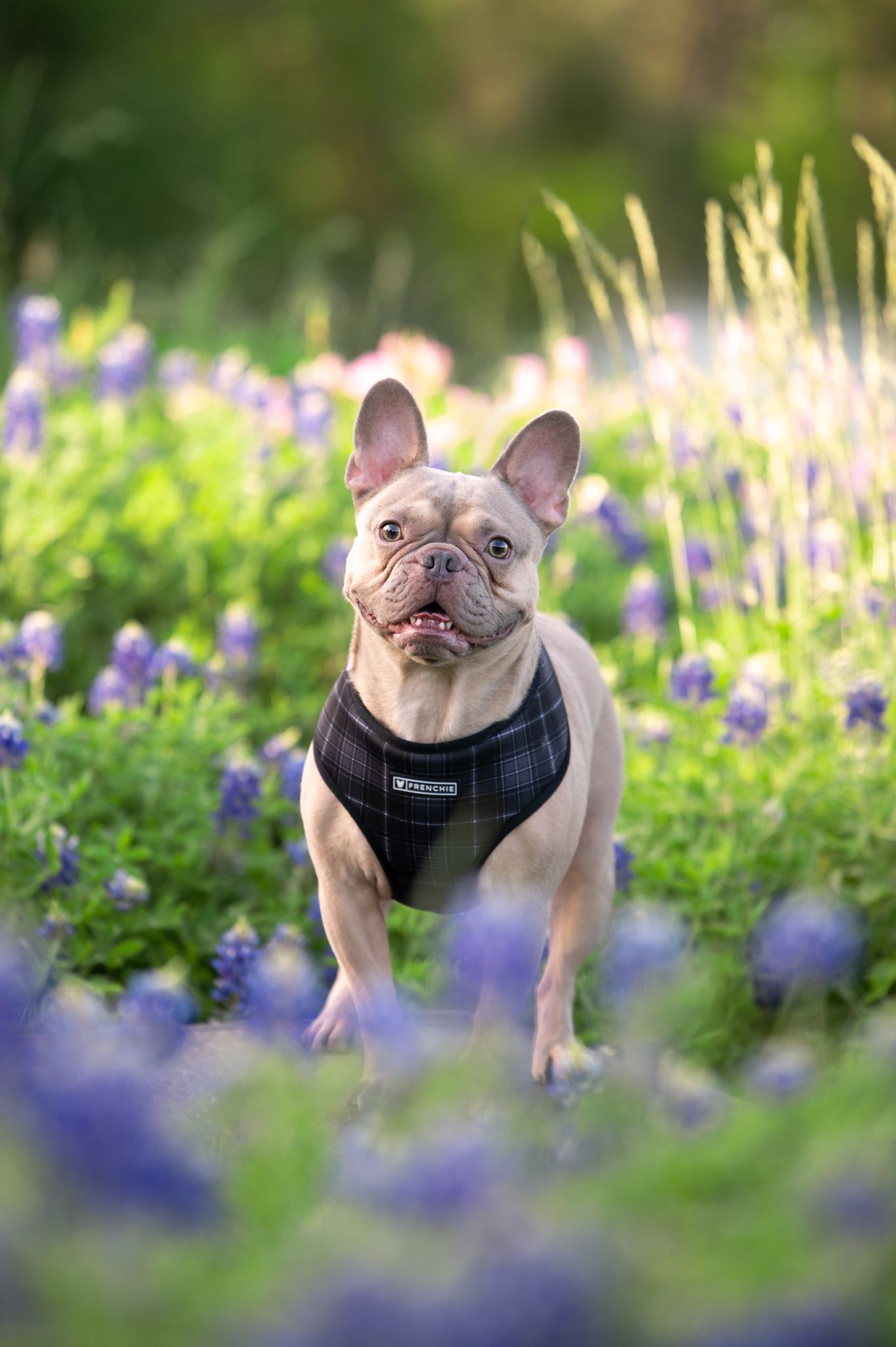 A French Bulldog wearing a black harness stands among purple wildflowers in a sunlit garden setting.