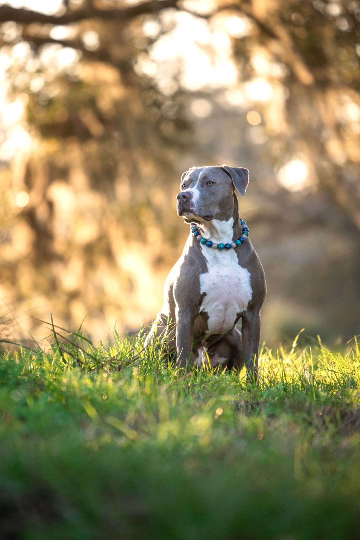 A gray and white pit bull dog wearing a teal beaded collar sits in green grass with golden bokeh trees behind.