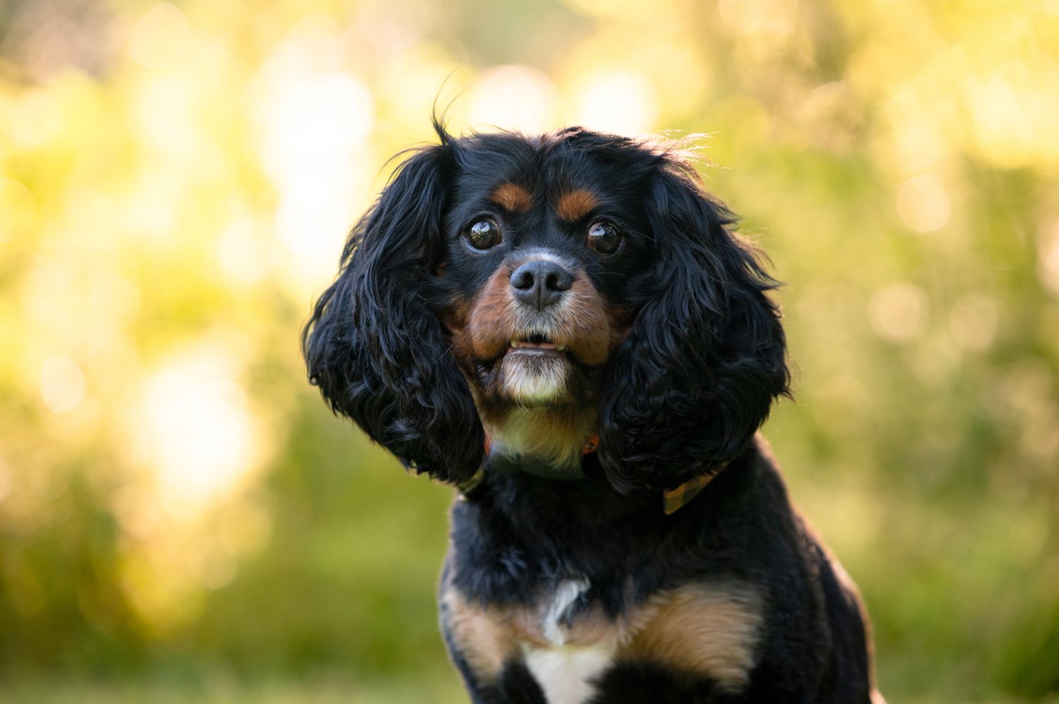 Black and tan Cavalier King Charles Spaniel dog with bright blue eyes looking at camera against blurred golden background.