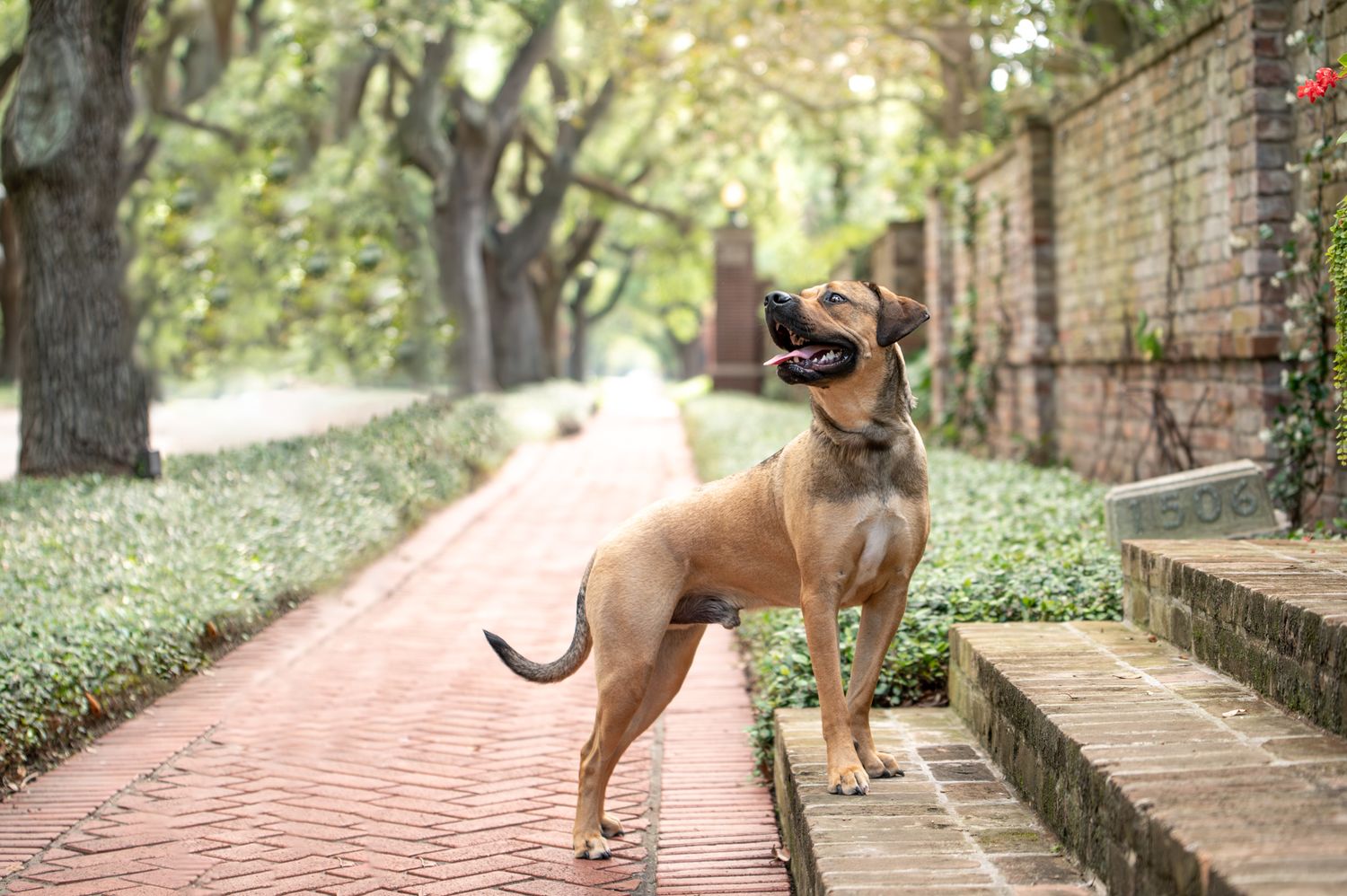 Brown dog with perked ears stands alertly on a brick pathway next to stone steps under a canopy of green trees.
