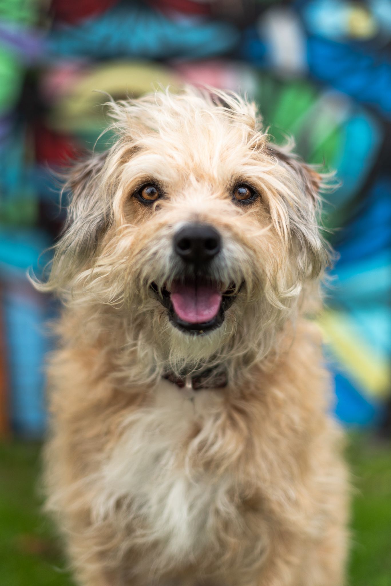 Happy scruffy terrier mix dog with shaggy cream colored fur smiling at camera against colorful blurred background.