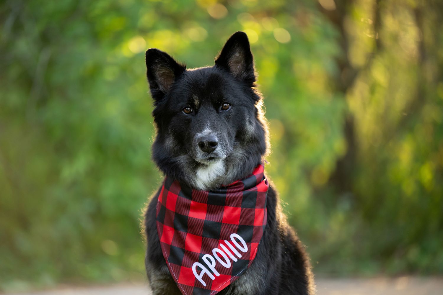 Black and white dog wearing red and black buffalo plaid bandana poses in outdoor setting with autumn foliage.