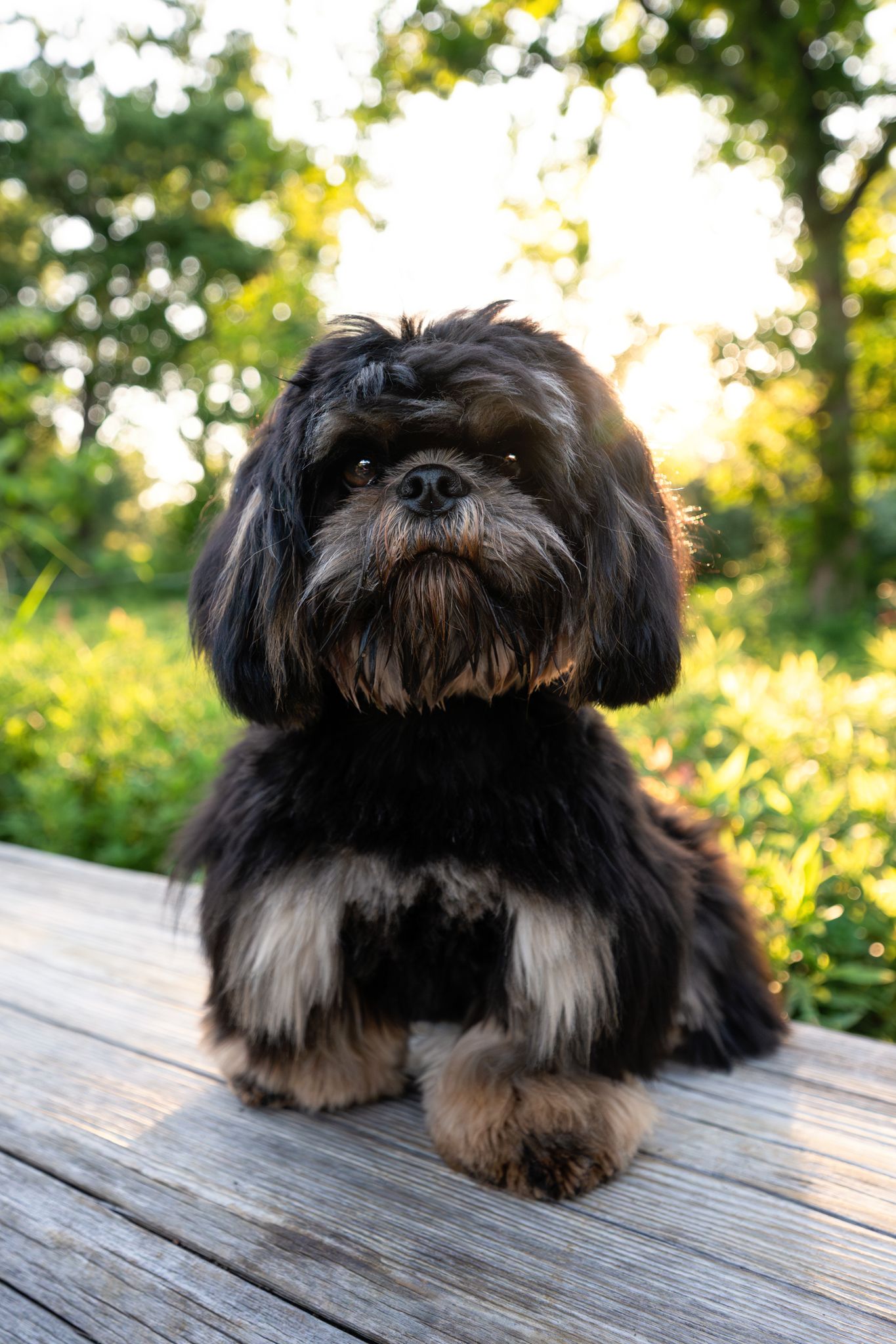 Small black and white Shihtzu dog resting on wooden deck in warm evening sunlight.