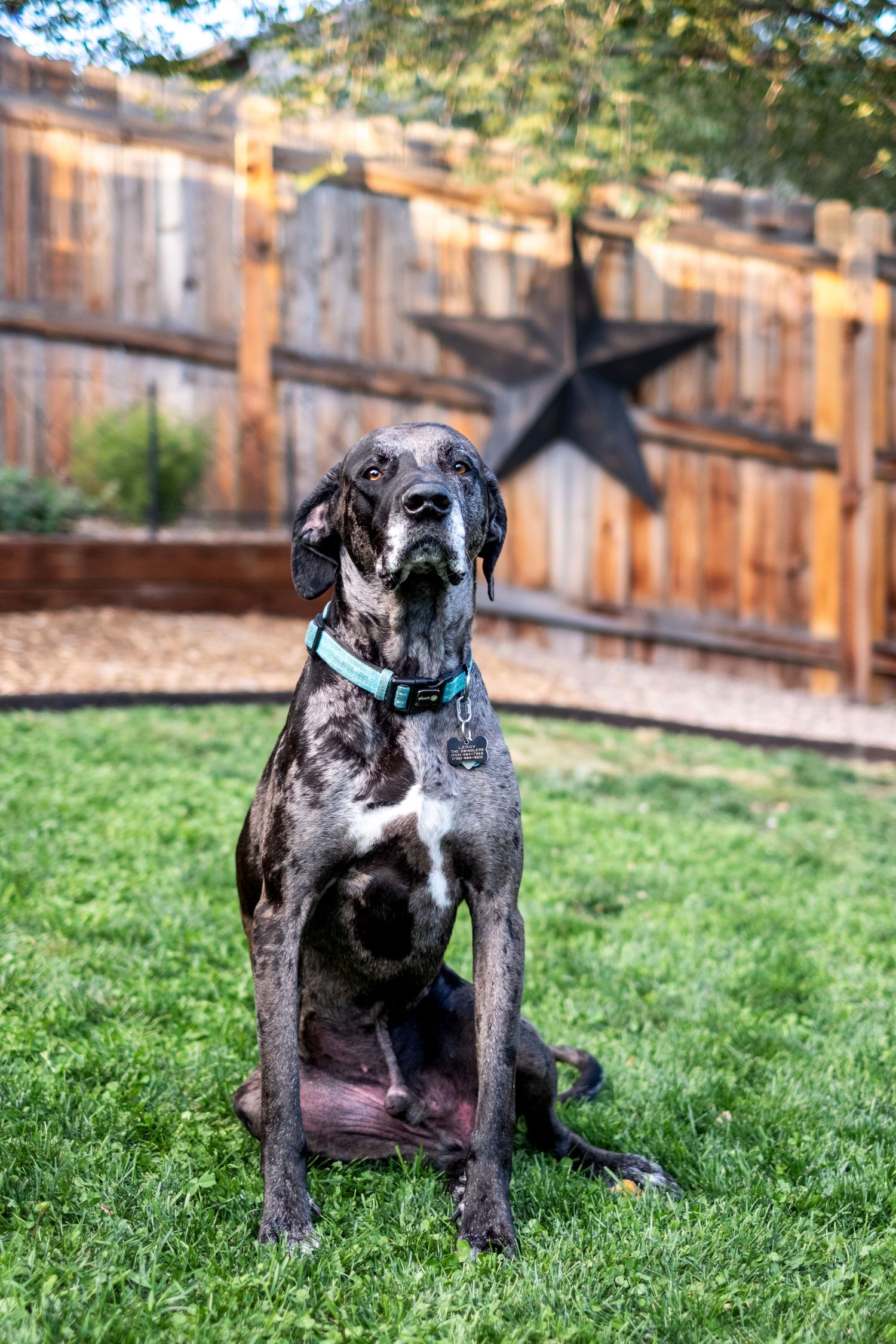 Merle Great Dane sits attentively on green grass in a backyard with a decorative metal star.