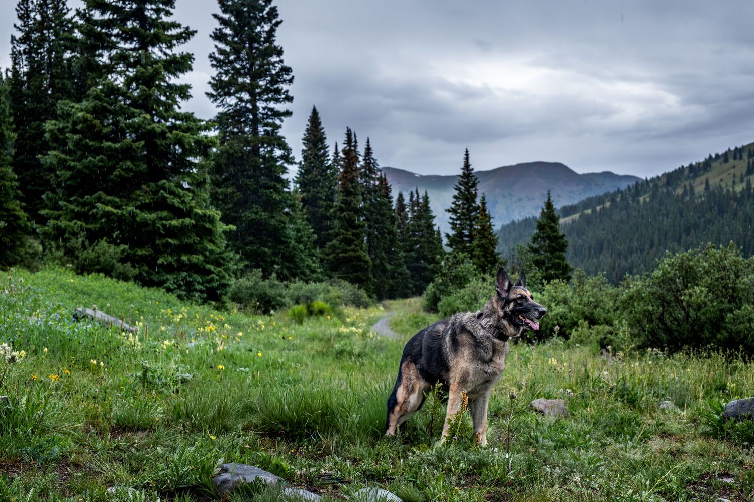 German Shepherd dog standing in a scenic mountain meadow with evergreen trees and cloudy skies.