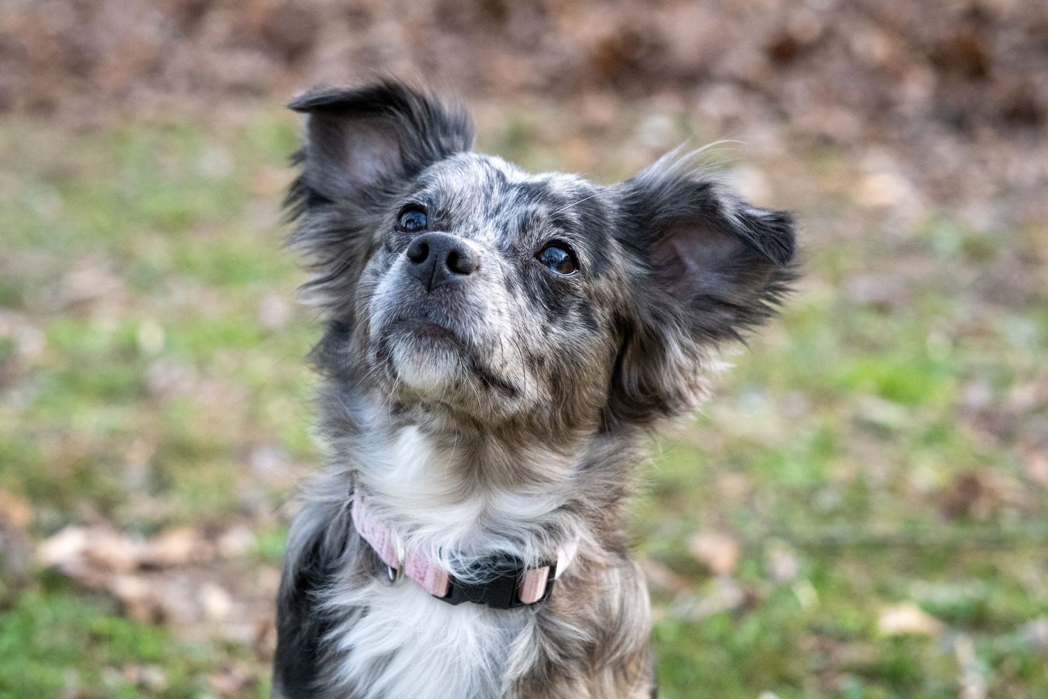 Adorable merle Chihuahua mix with one ear up looking curiously outdoors in a grassy yard.