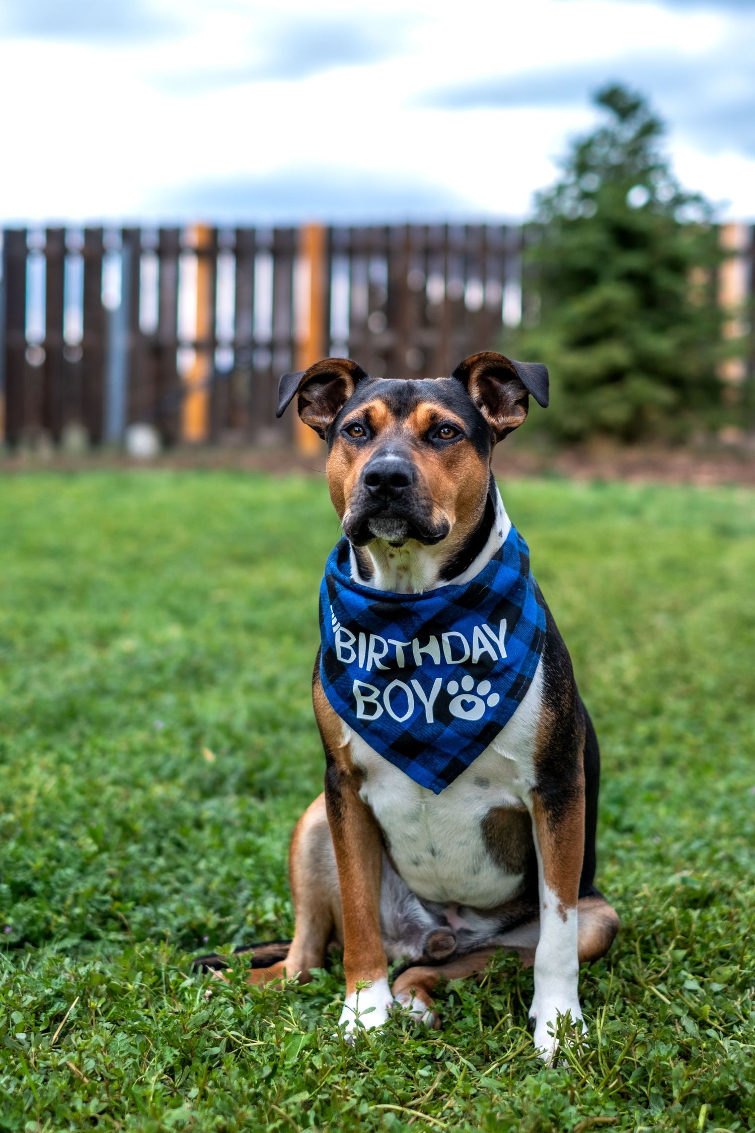 A tricolor dog wearing a blue plaid Birthday Boy bandana sits on green grass in a backyard.
