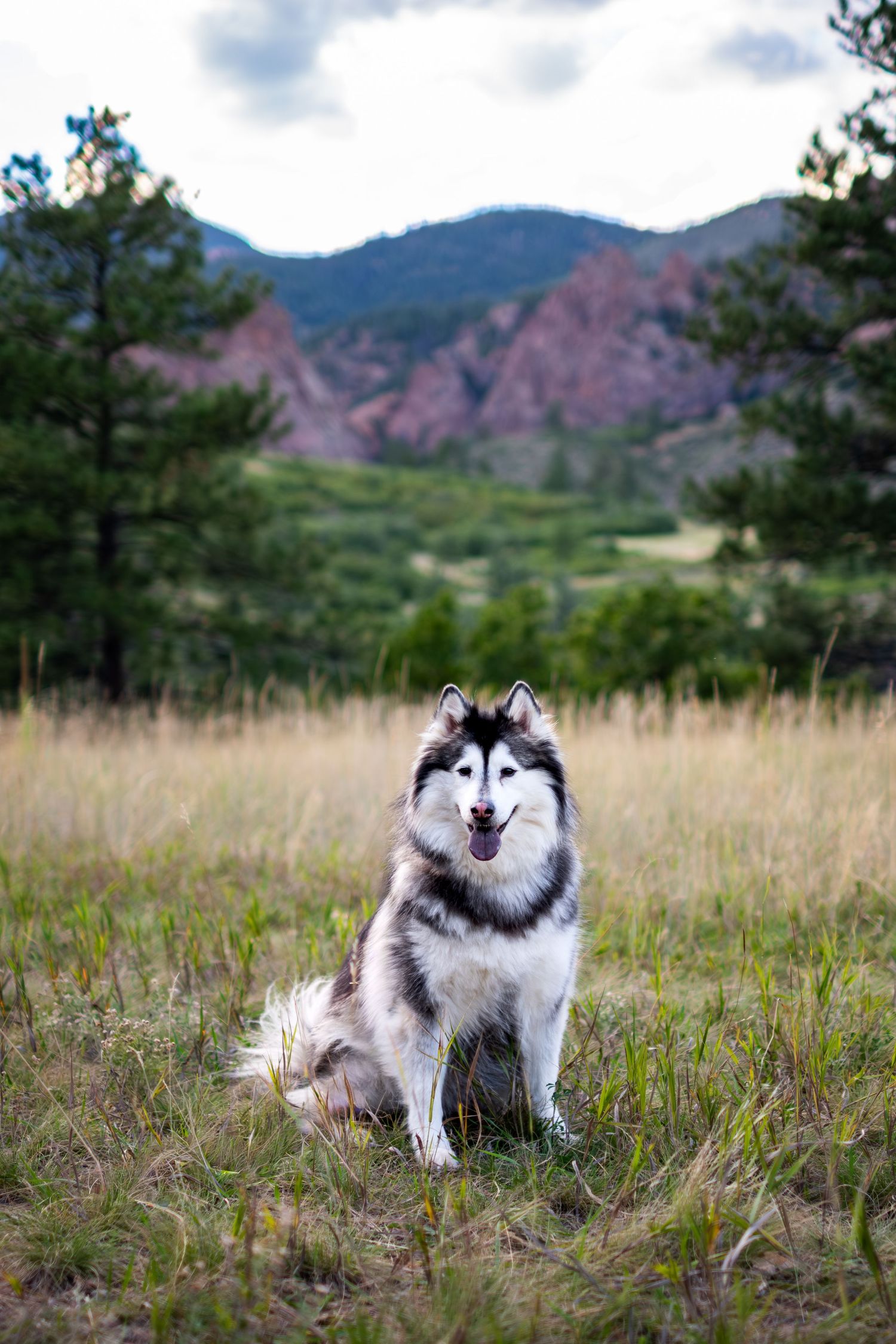 A fluffy Siberian Husky sits in a mountain meadow with golden grass and red rock formations in the background.