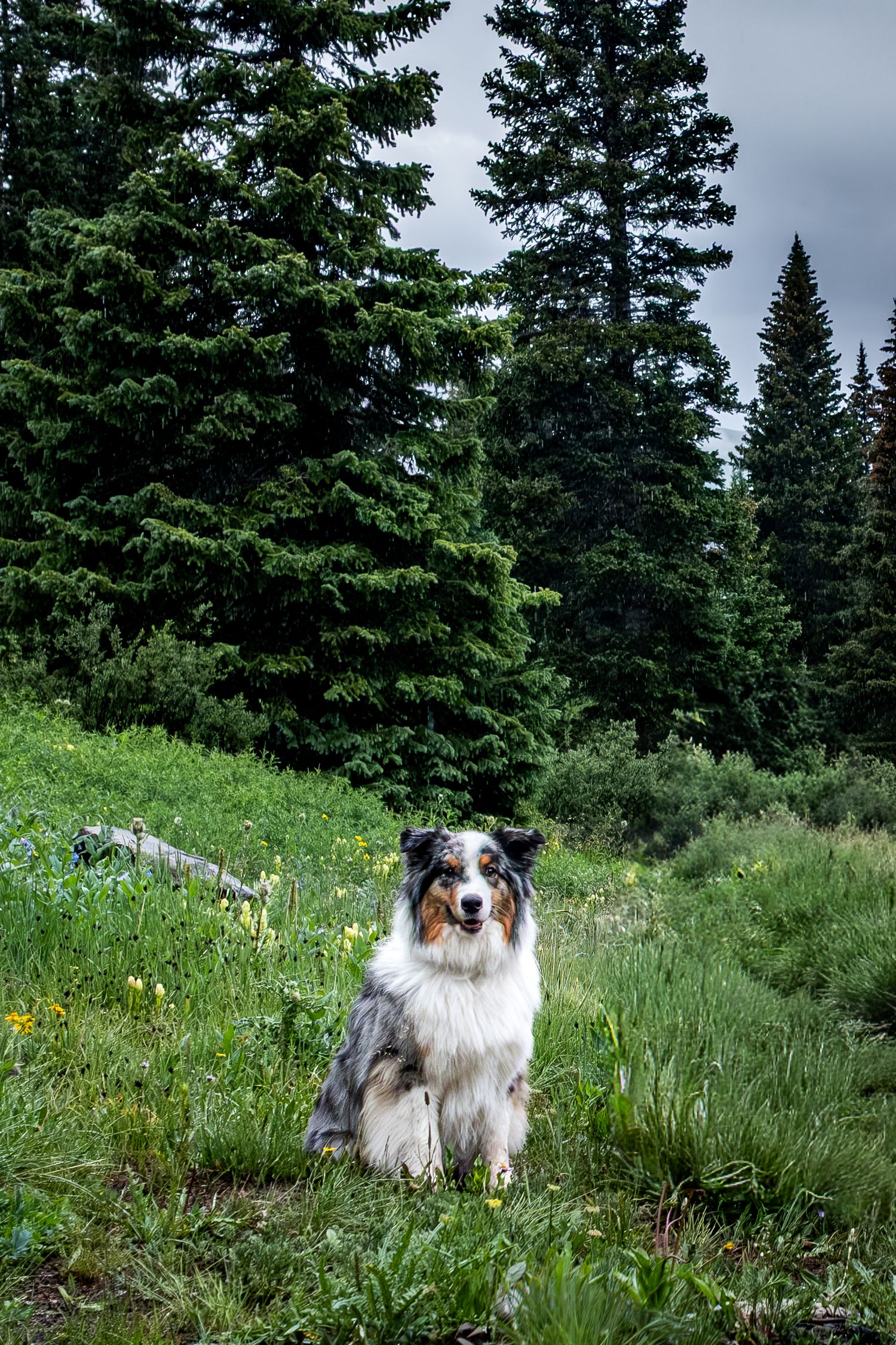 Blue merle Australian Shepherd sitting in a colorful alpine meadow with wildflowers and tall evergreen trees.
