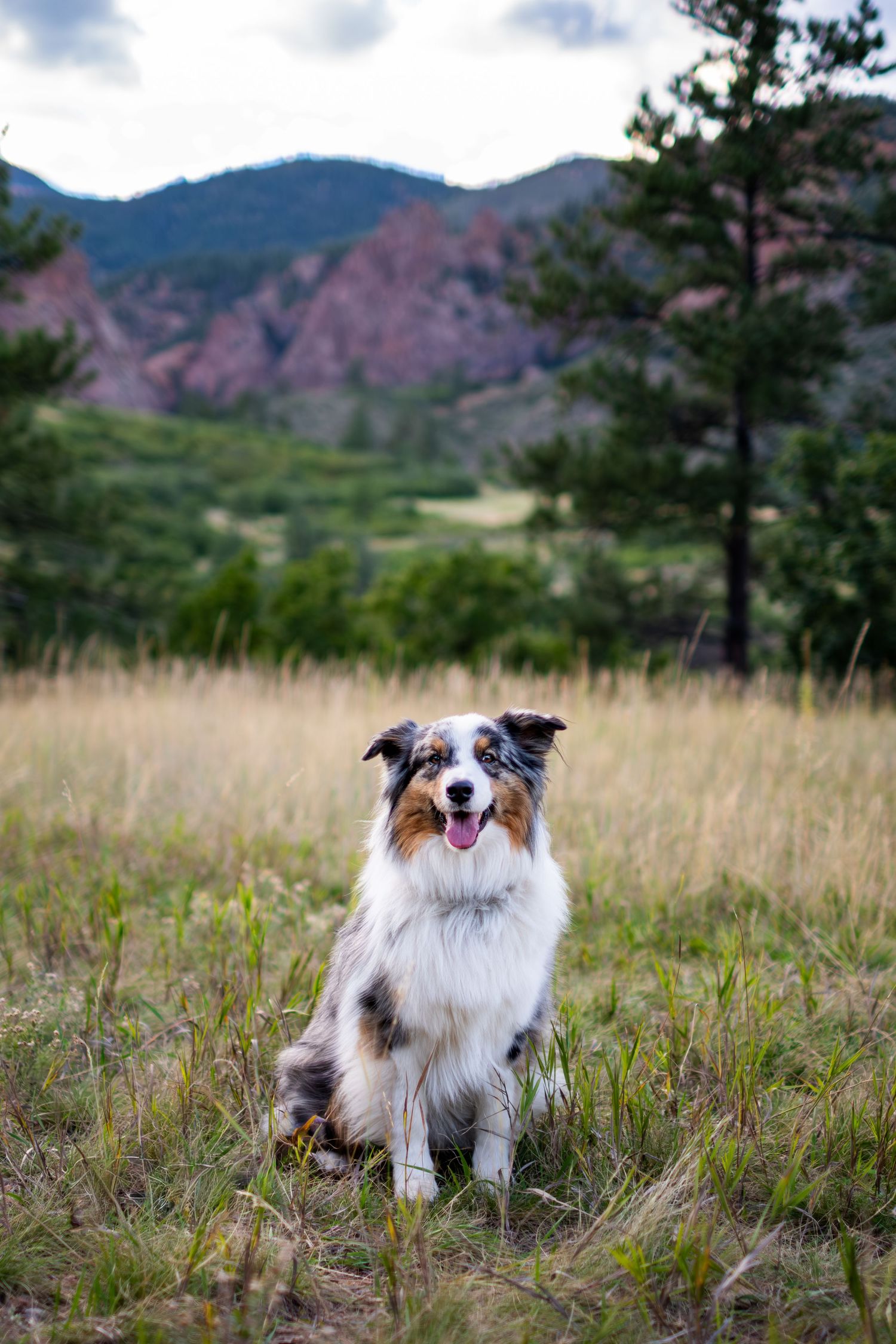 A happy Australian Shepherd sits in golden grass with red rock mountains and pine trees in the background.
