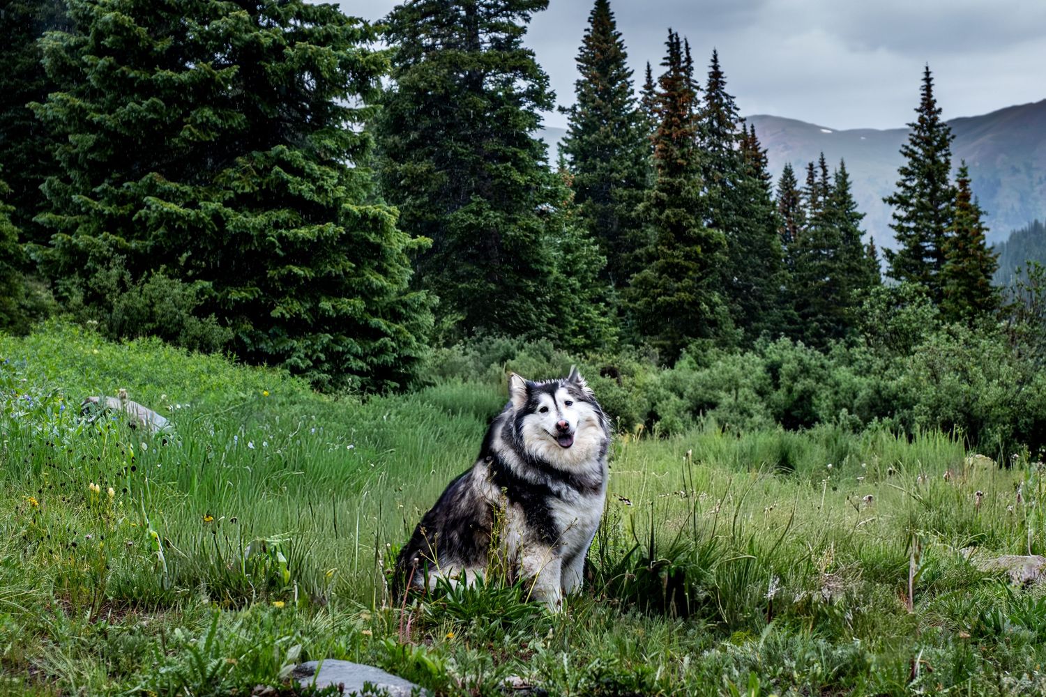A Siberian Husky sits in a lush green alpine meadow surrounded by evergreen trees and misty mountains.