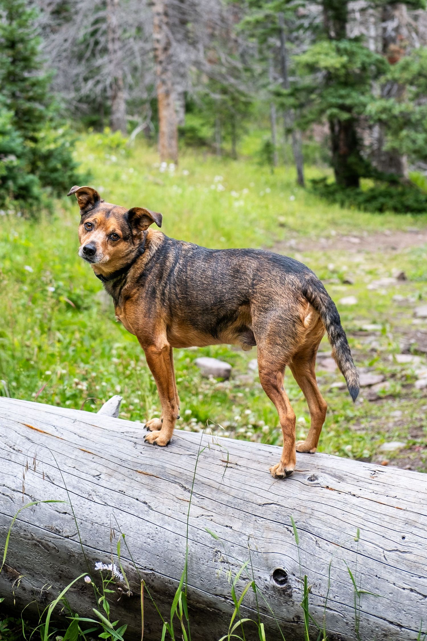 Brindle mixed breed dog standing on a fallen log in a lush green forest meadow.