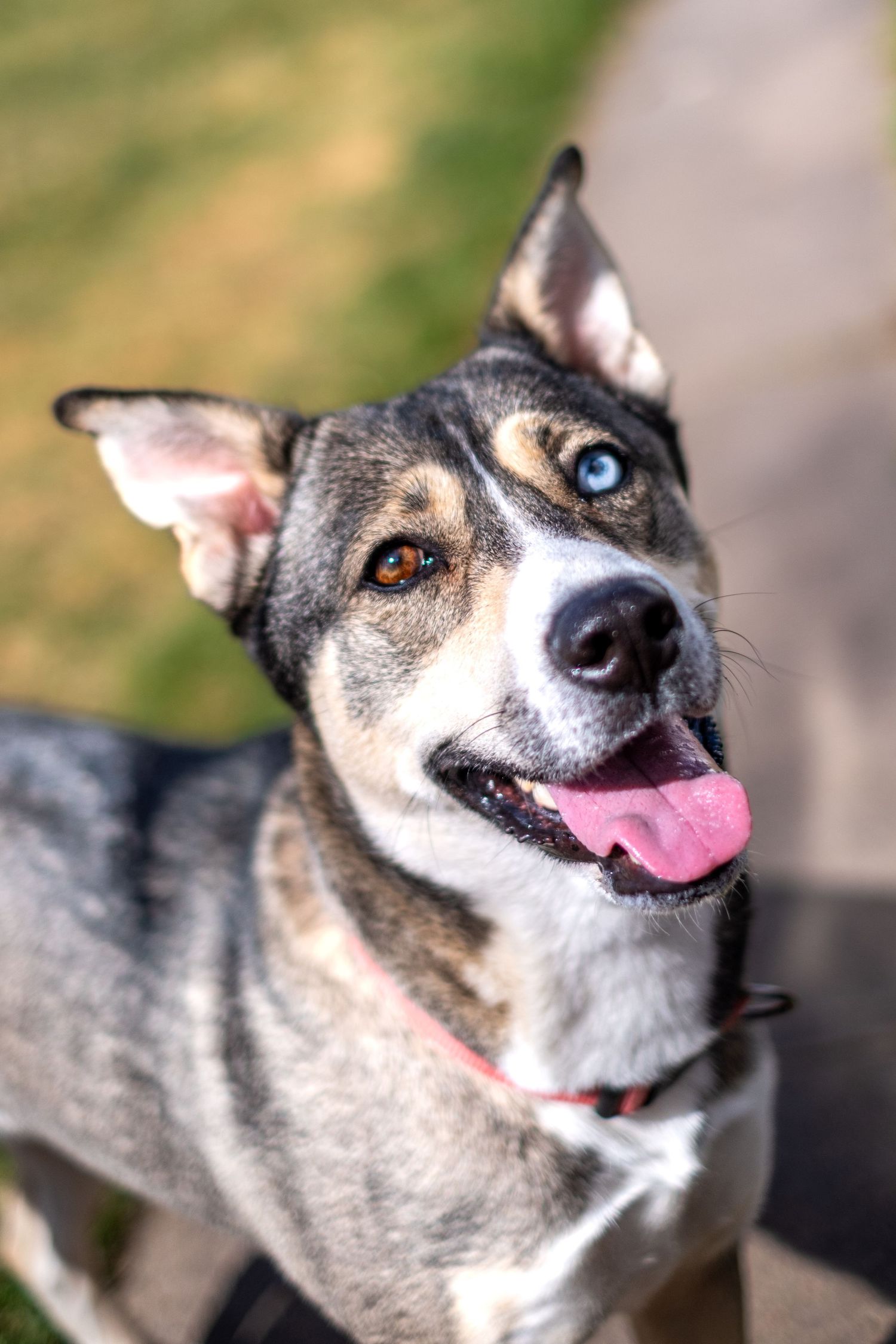 Close-up of a happy mixed-breed dog with heterochromia, showing one blue and one brown eye, tongue out.