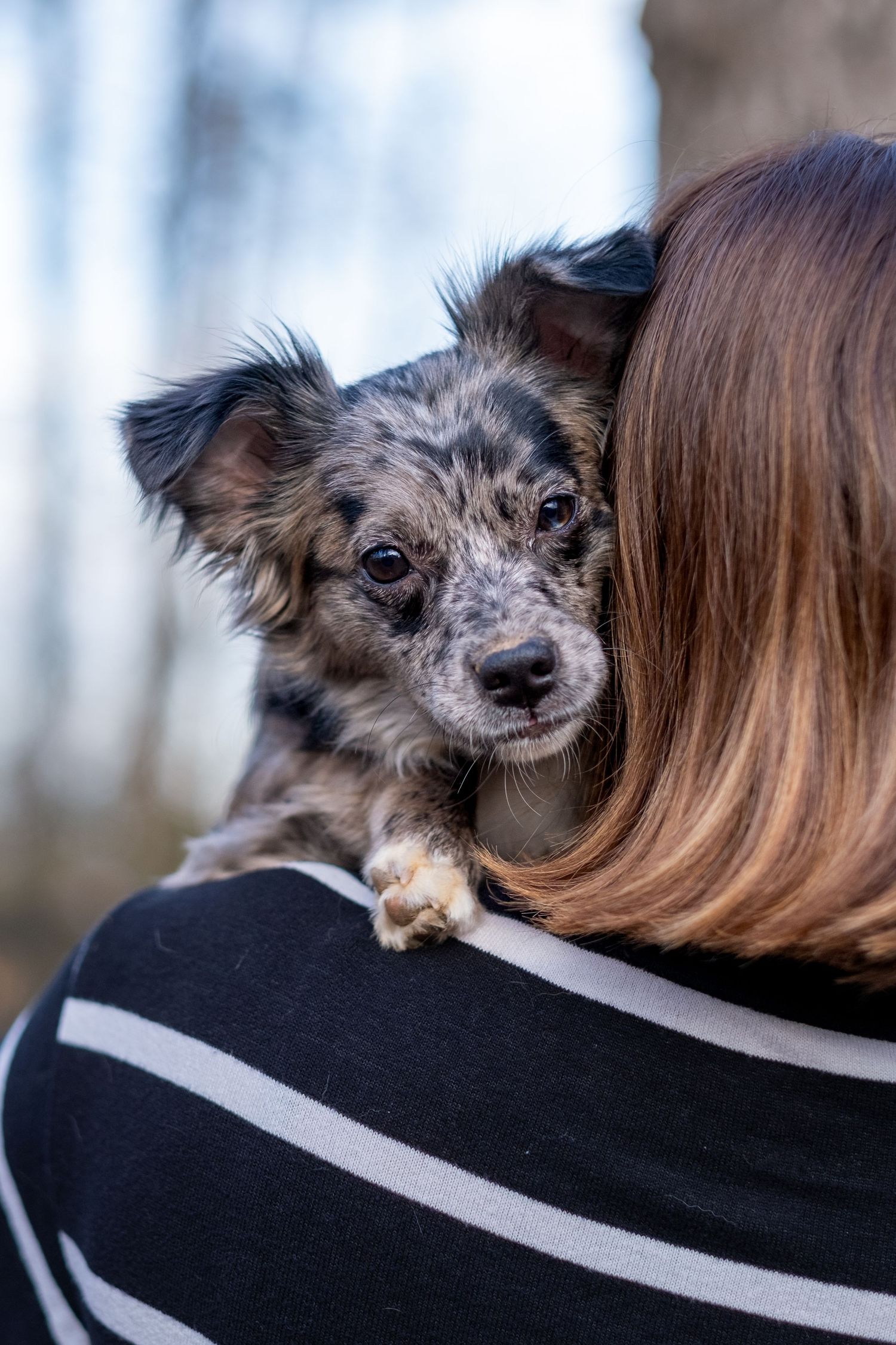 Adorable merle puppy resting chin on owner's shoulder, looking back at camera in outdoor woodland setting.