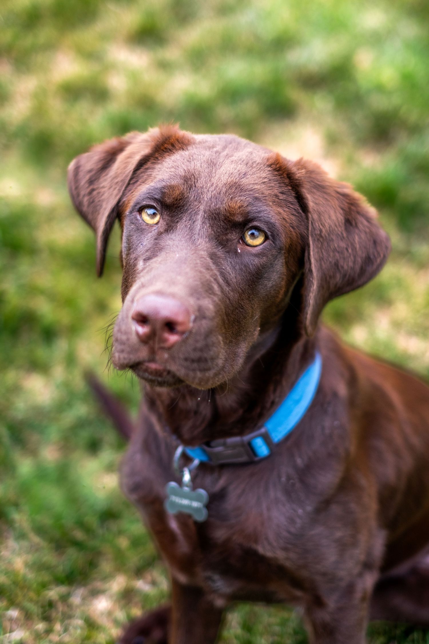A chocolate Labrador Retriever puppy wearing a blue collar looks up attentively while sitting on green grass.