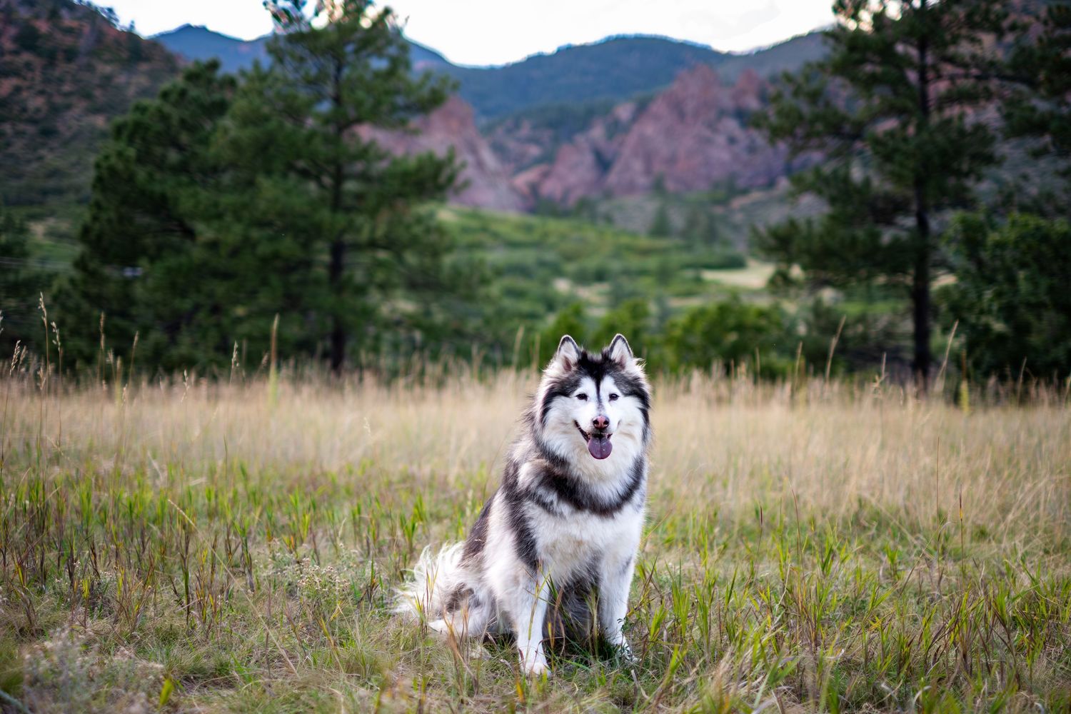 A black and white Siberian Husky sits in tall golden grass with red rock mountains and pine trees behind.