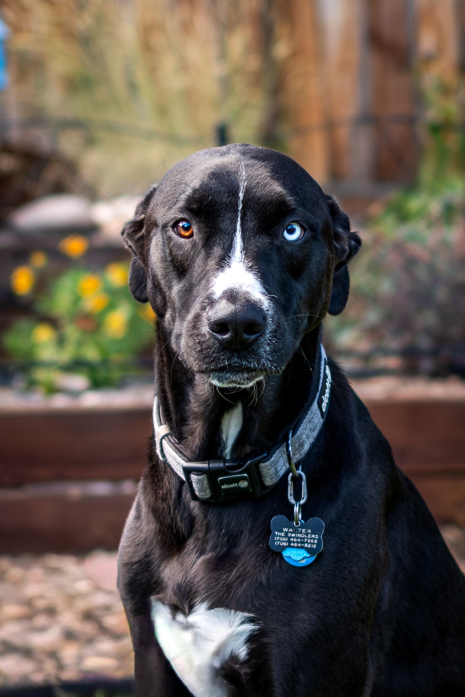 Black and white dog with heterochromia eyes sits outdoors wearing a collar with ID tags.