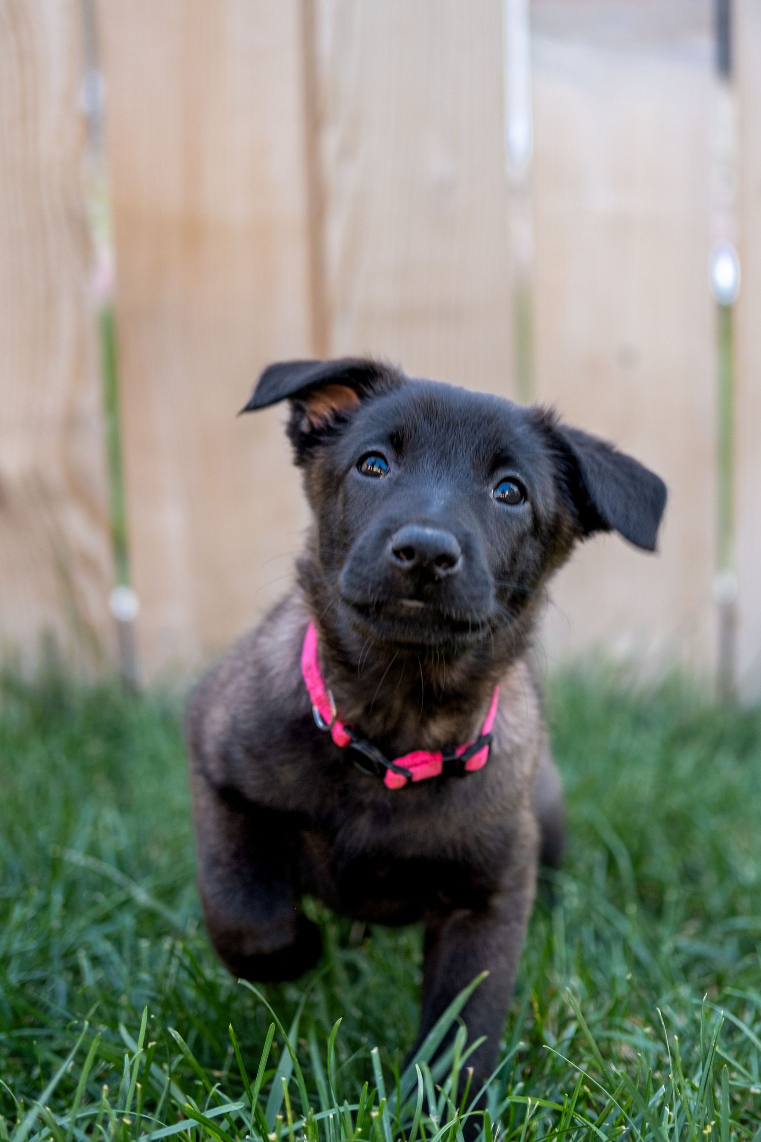 Cute black puppy with pink collar sitting in green grass in front of a wooden fence.