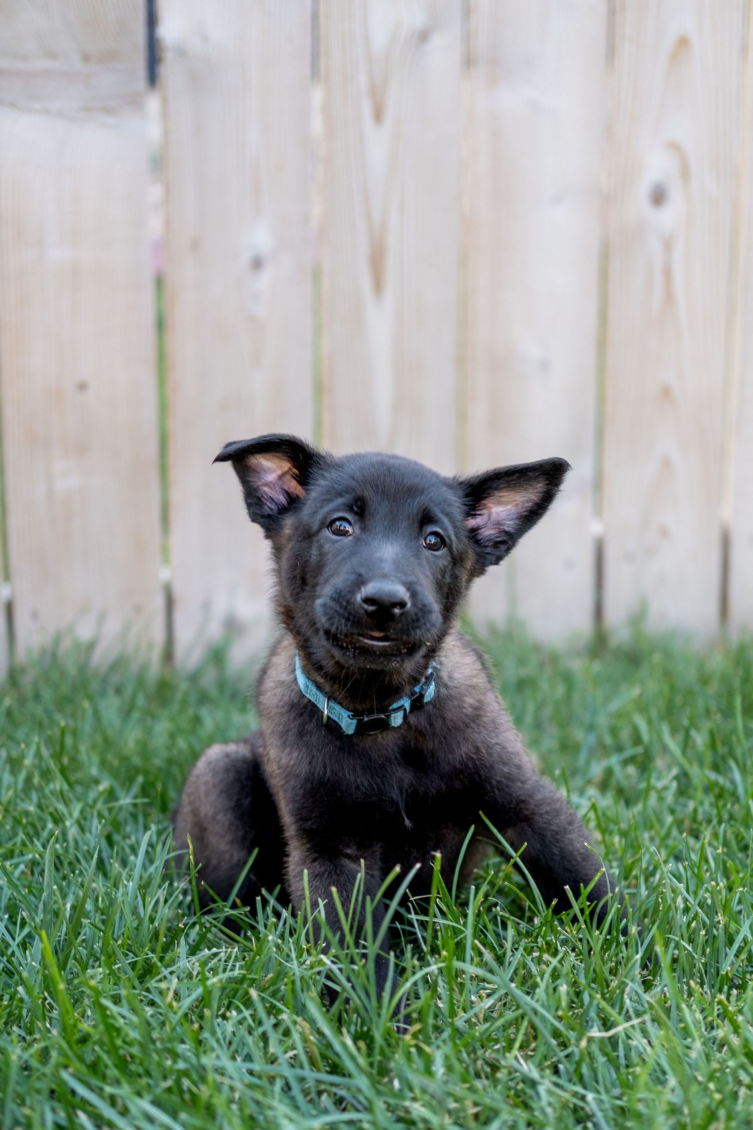 Adorable dark brown puppy with blue collar sitting attentively in green grass by a wooden fence.
