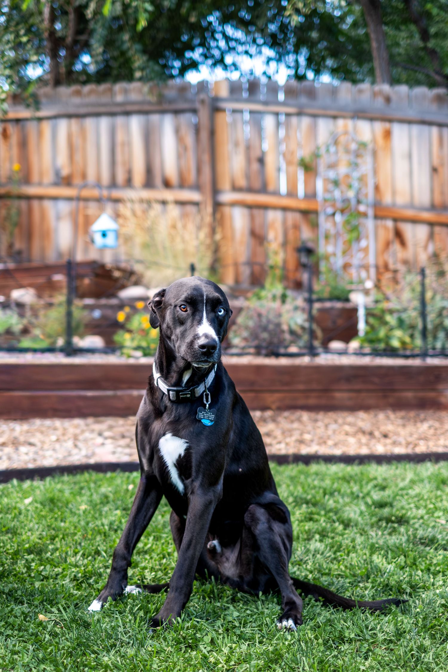 Sleek black dog with white markings sits on green grass in a sunny backyard garden.