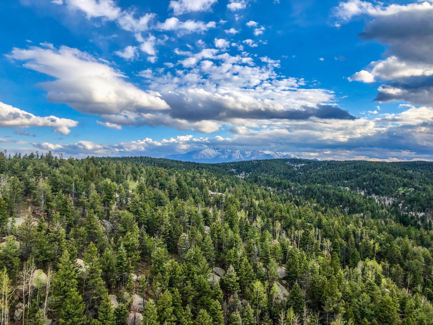 Aerial view of a dense green pine forest under a blue sky with scattered white clouds.