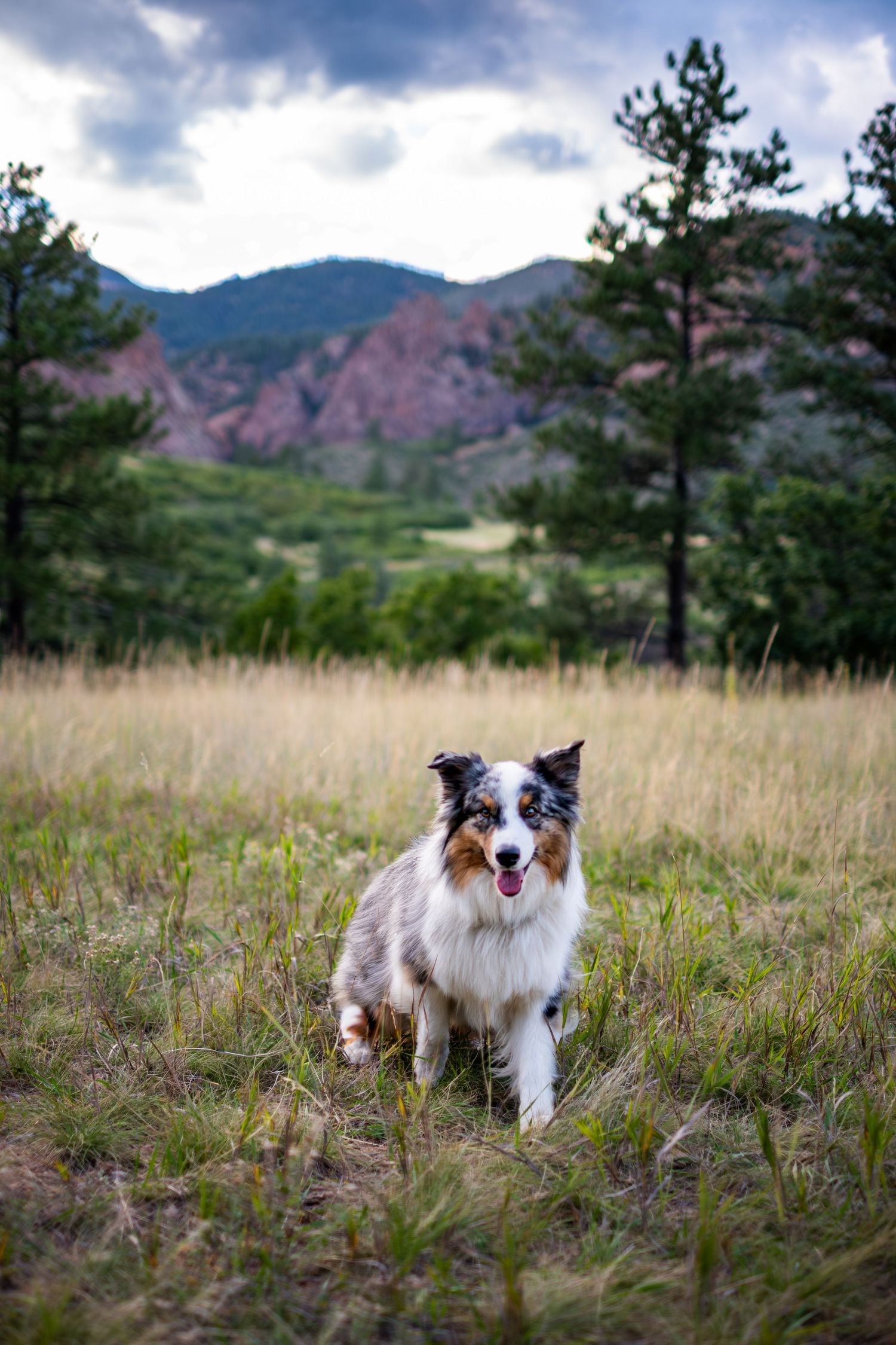 An Australian Shepherd with tongue out sits in a grassy mountain meadow with dramatic red rock formations behind.