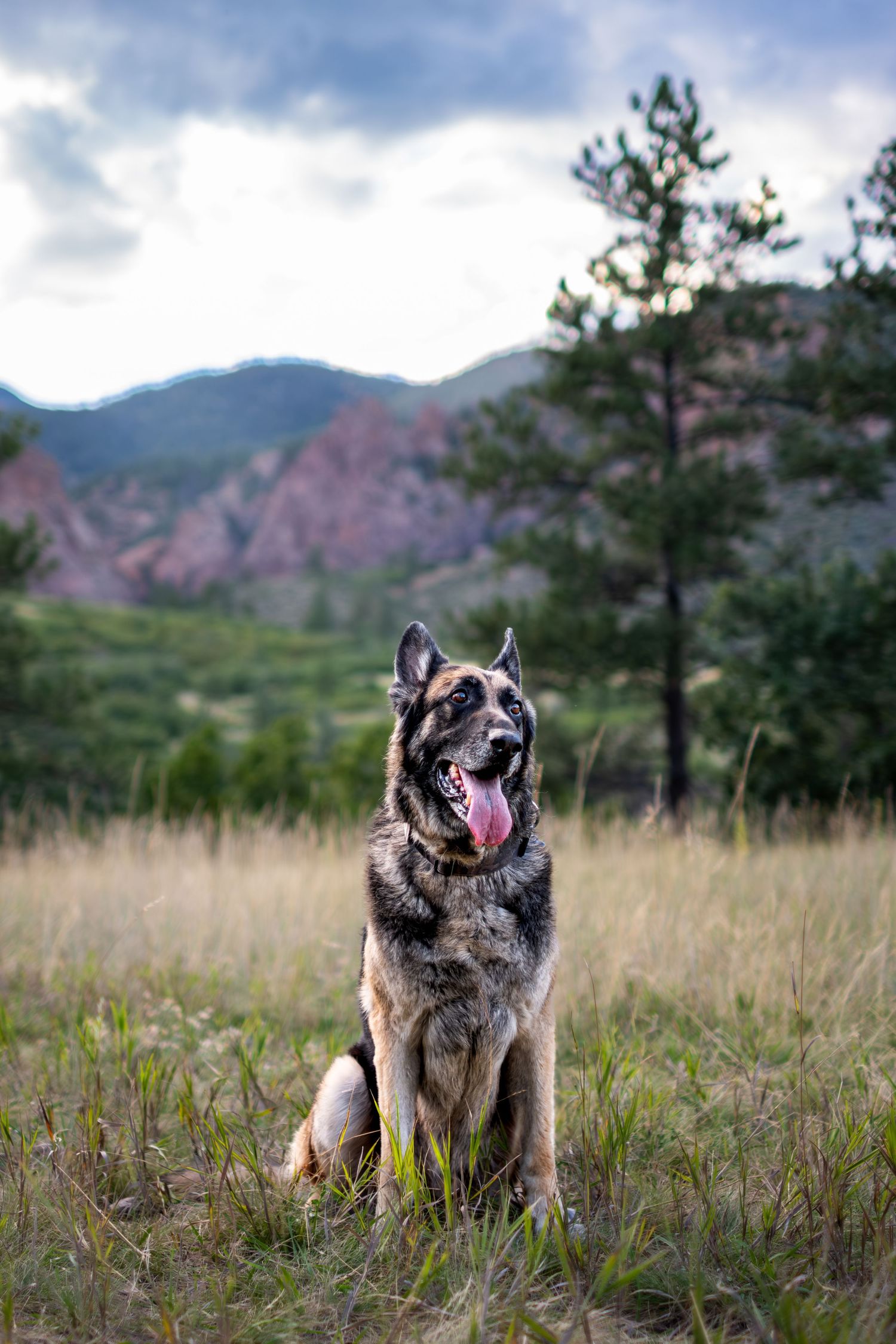 A German Shepherd sits with tongue out in tall grass with red rock mountains and pine trees behind it.
