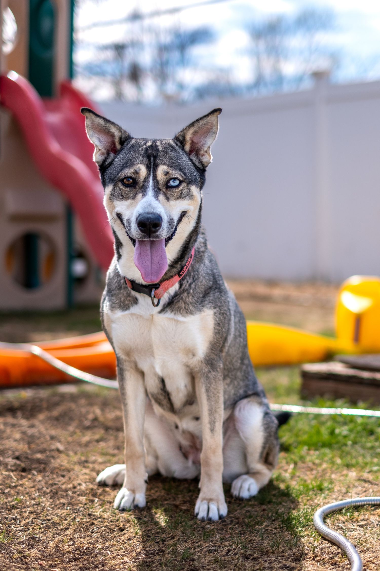 A Siberian Husky mix with blue eyes sits happily in a backyard near colorful playground equipment.