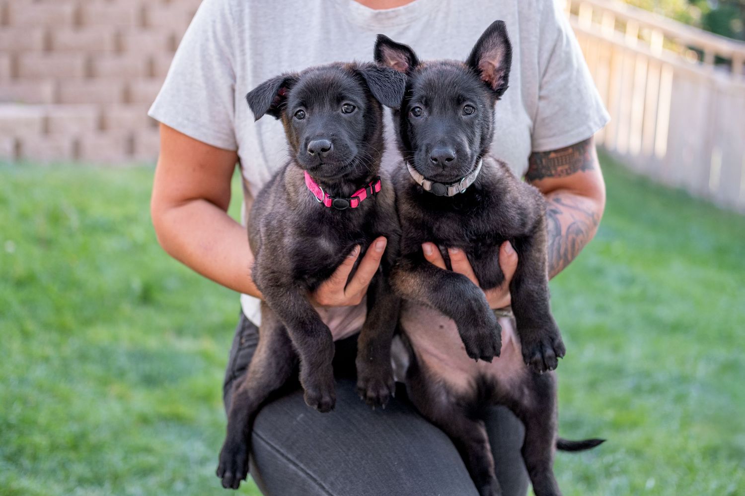 Person holding two small black puppies, one with a pink collar and one with a white collar.
